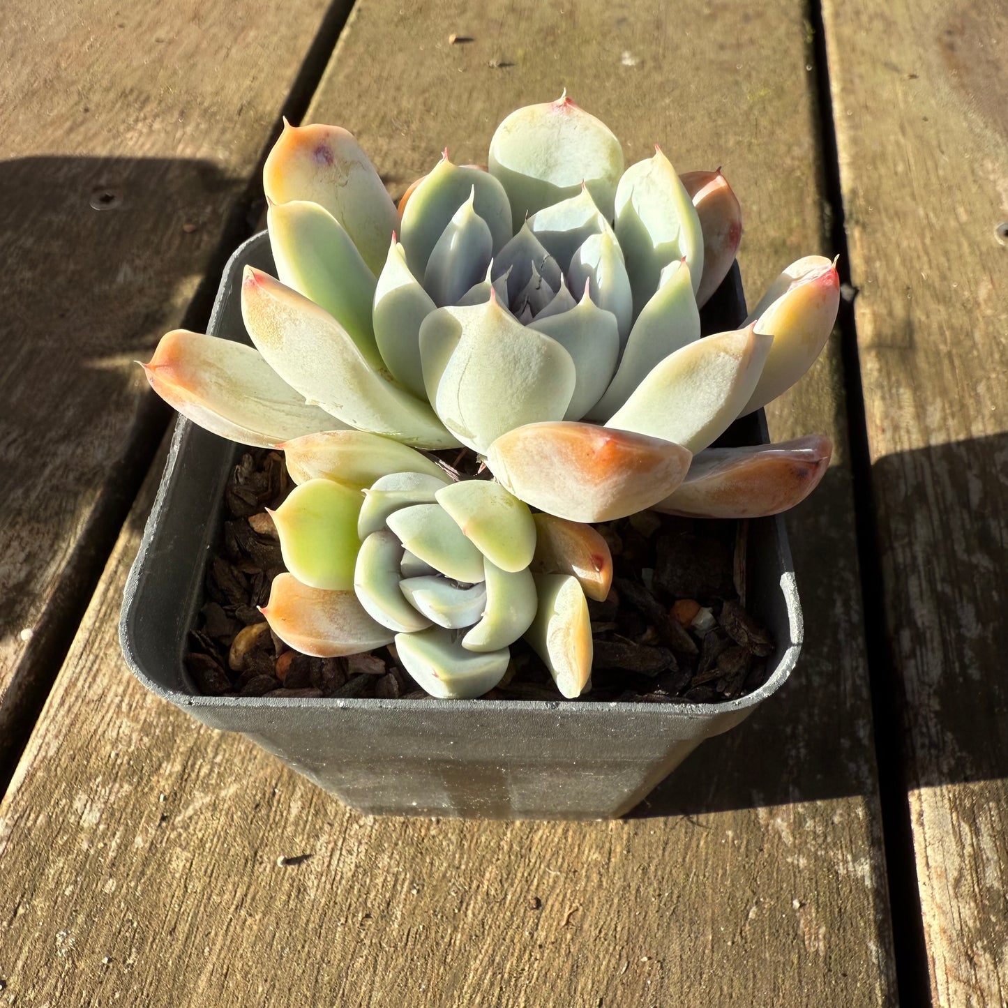 1706 Echeveria Snow Bunny