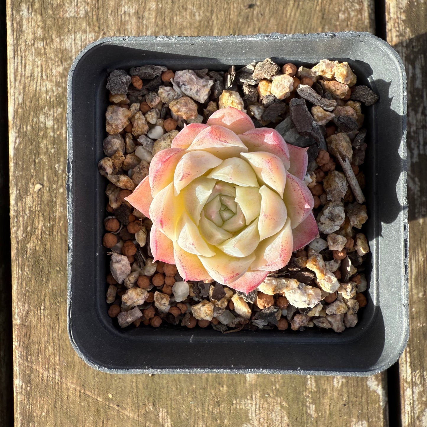 1706 Echeveria 'Peach Queen'