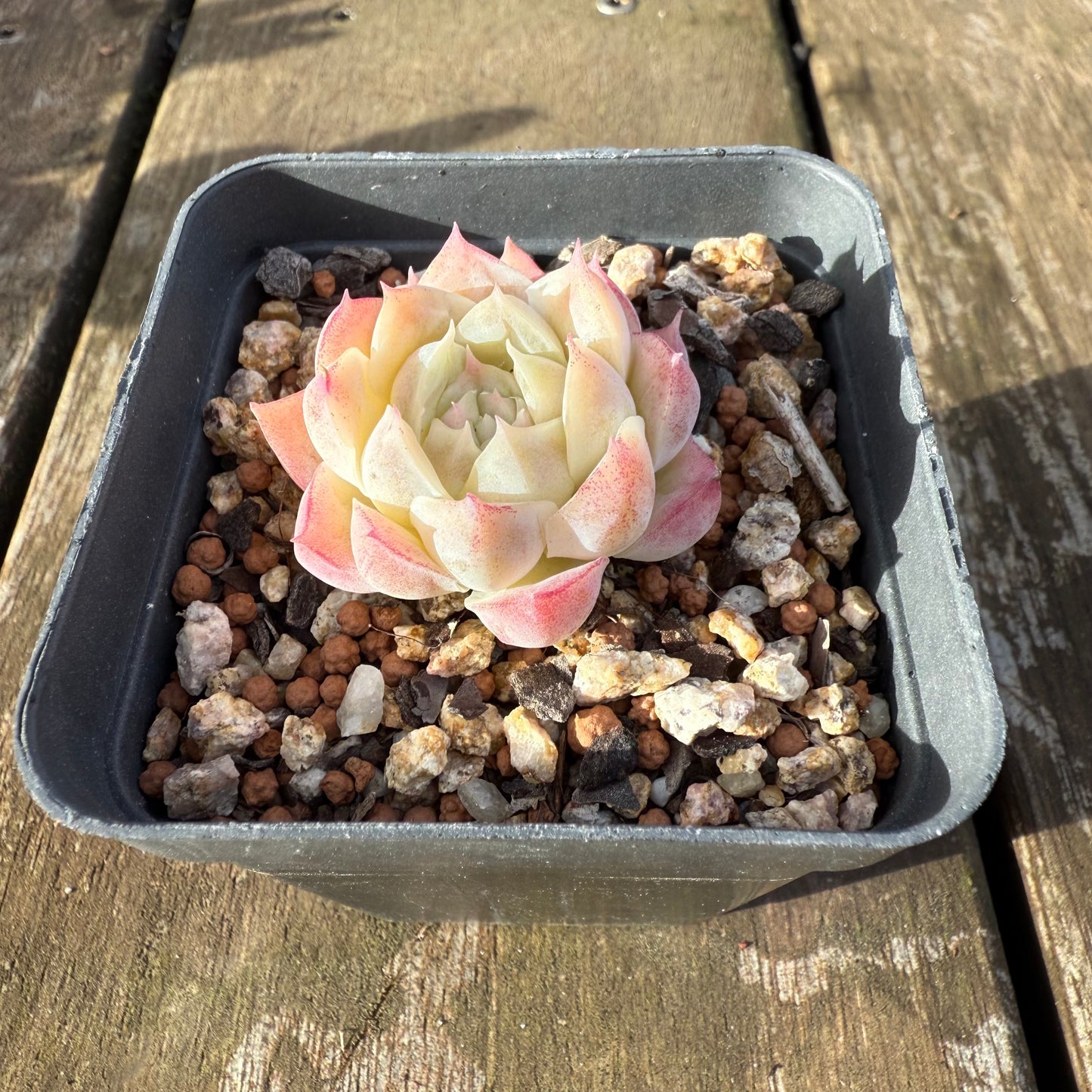 1706 Echeveria 'Peach Queen'