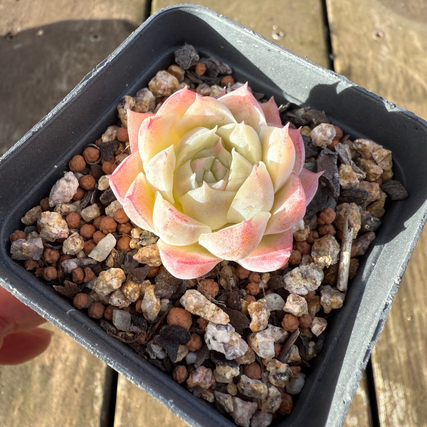 1706 Echeveria 'Peach Queen'