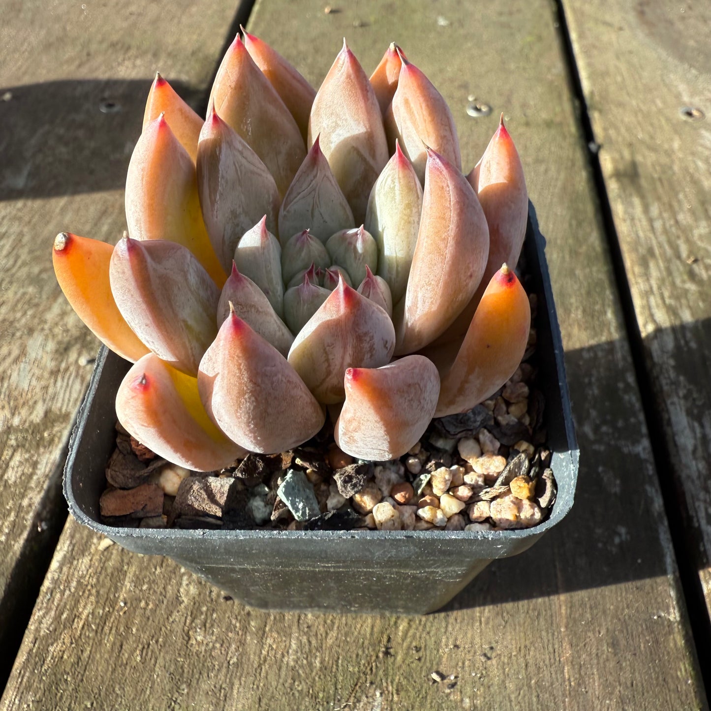 1706 Echeveria Wedding Ring