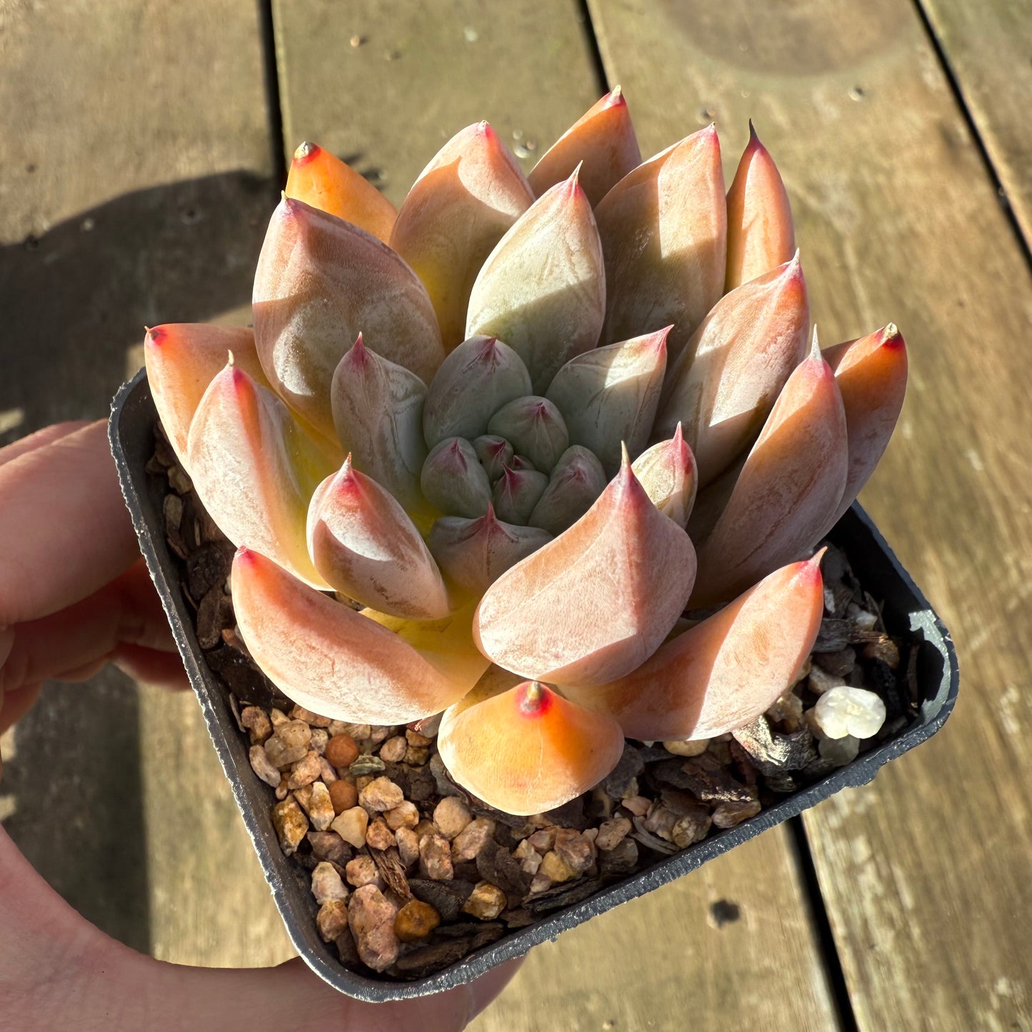 1706 Echeveria Wedding Ring