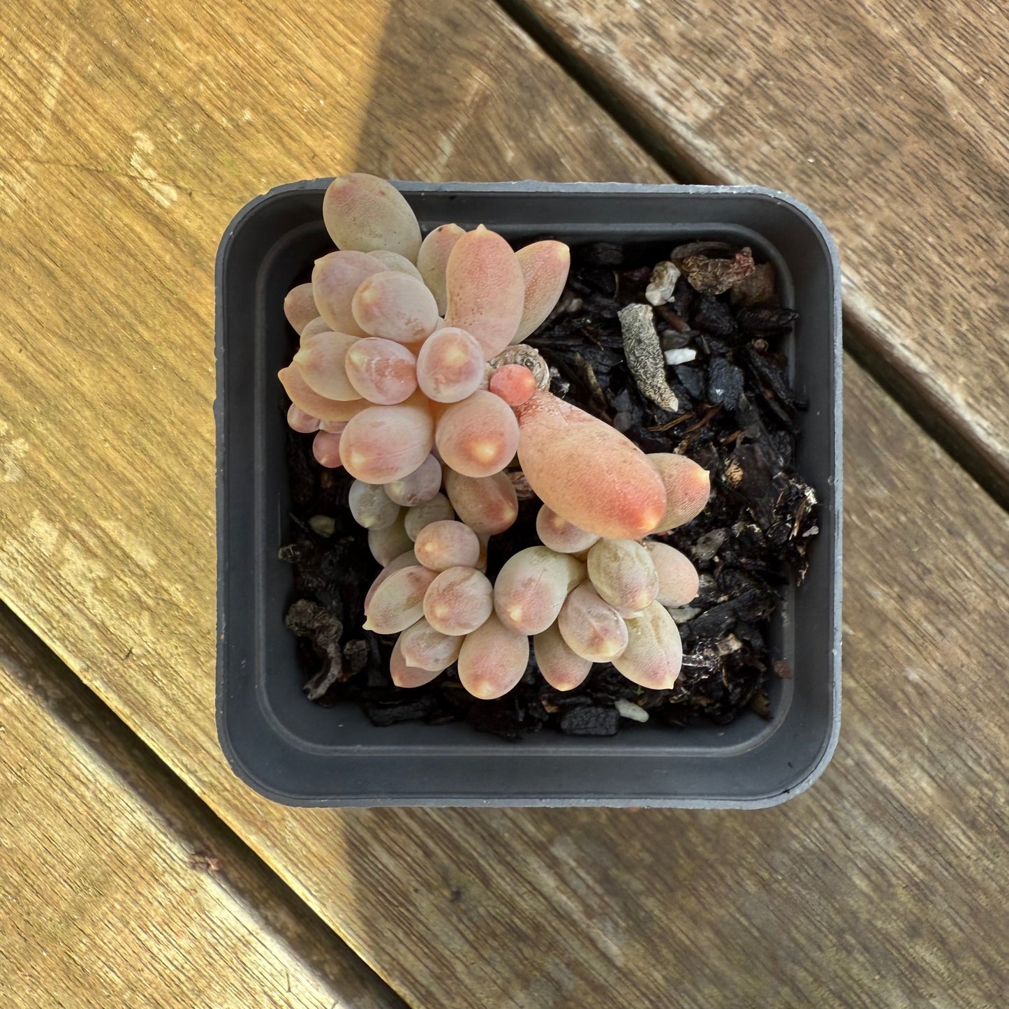 1706 Pachyphytum Hookeri Kyobijin