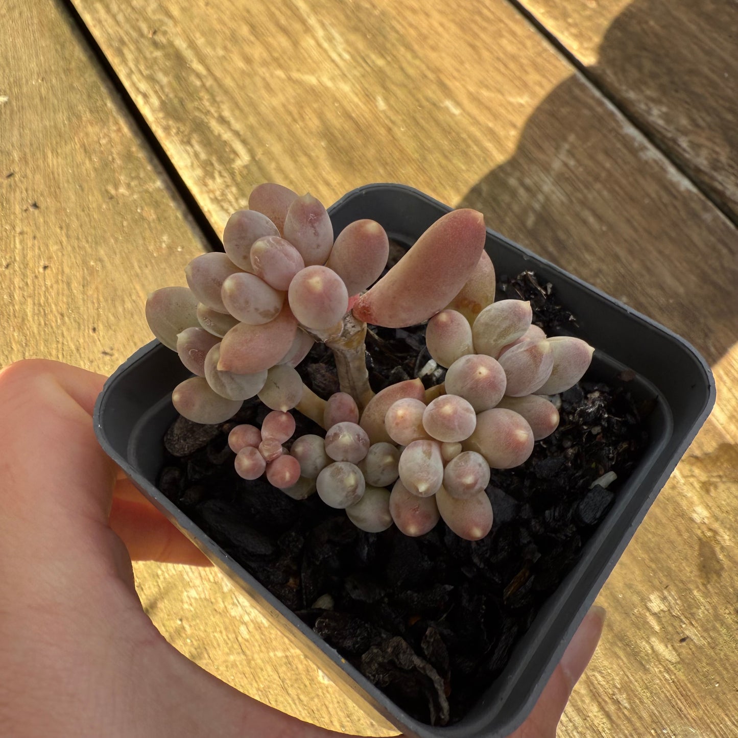 1706 Pachyphytum Hookeri Kyobijin