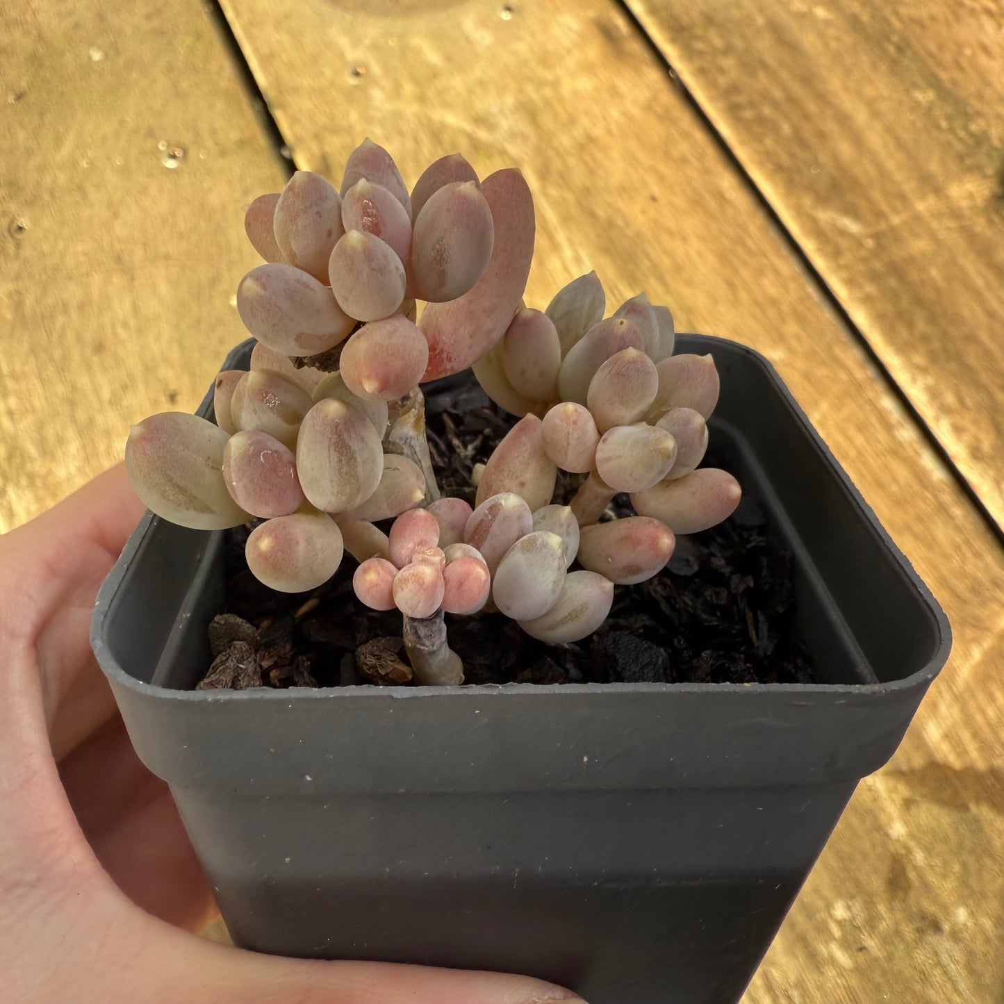1706 Pachyphytum Hookeri Kyobijin