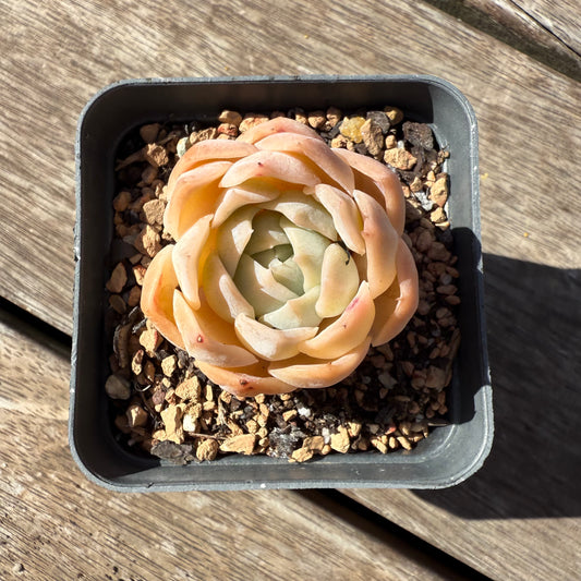 1803 Echeveria 'Icy Beauty'