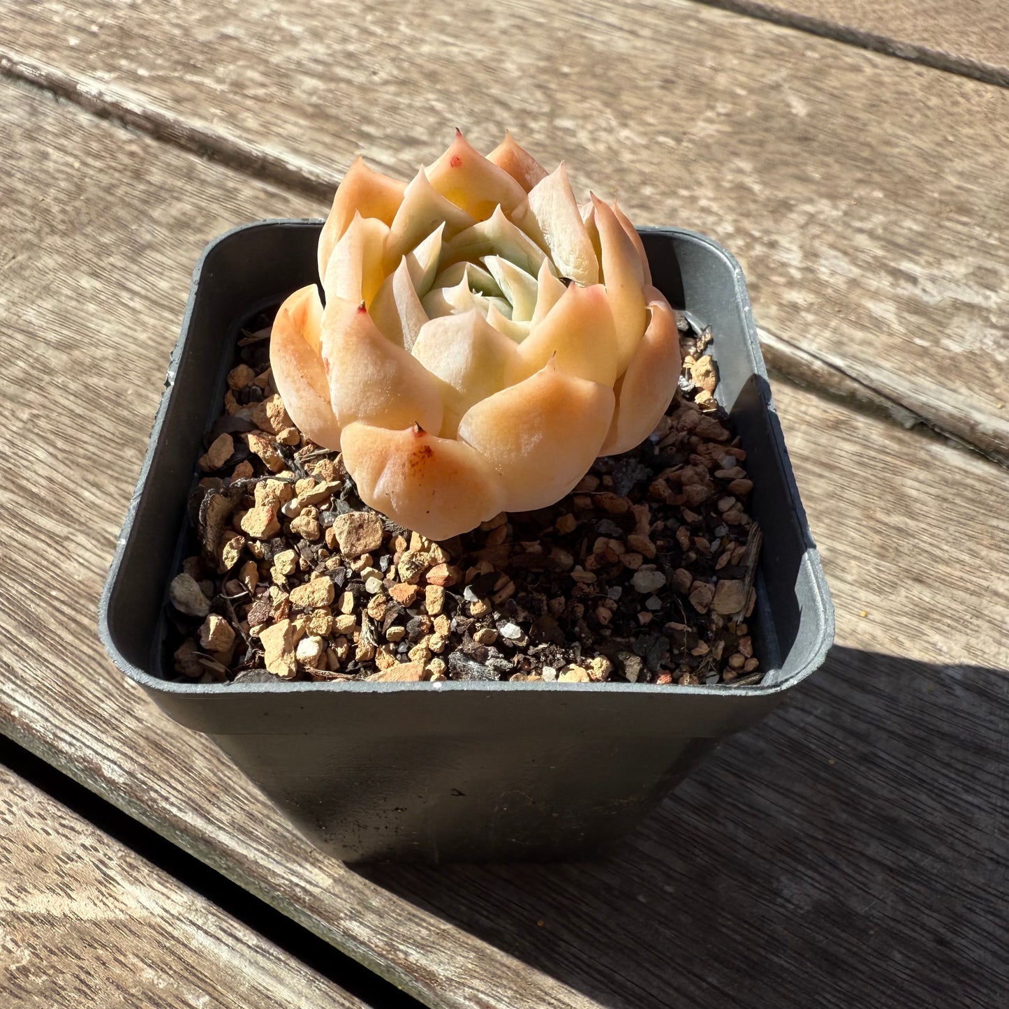 1803 Echeveria 'Icy Beauty'