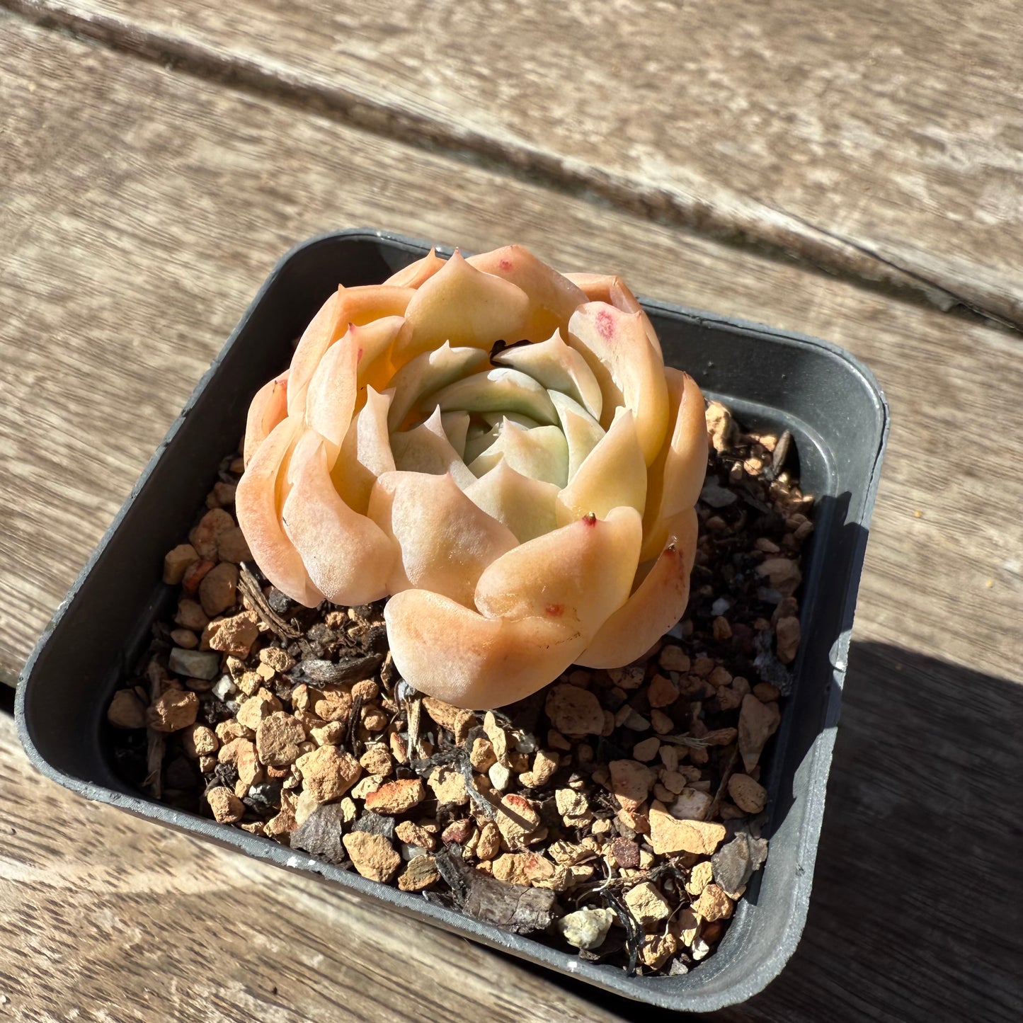 1803 Echeveria 'Icy Beauty'