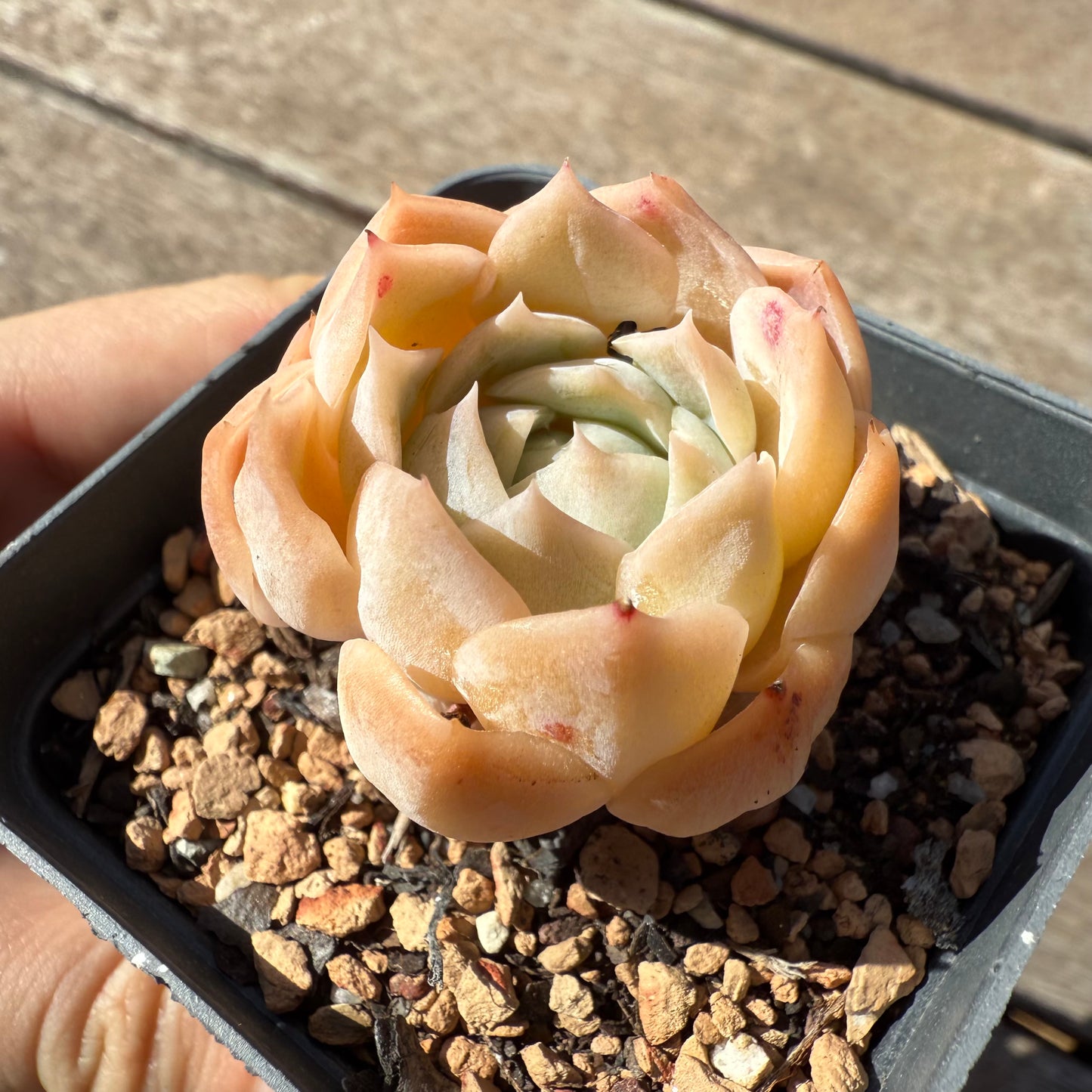 1803 Echeveria 'Icy Beauty'