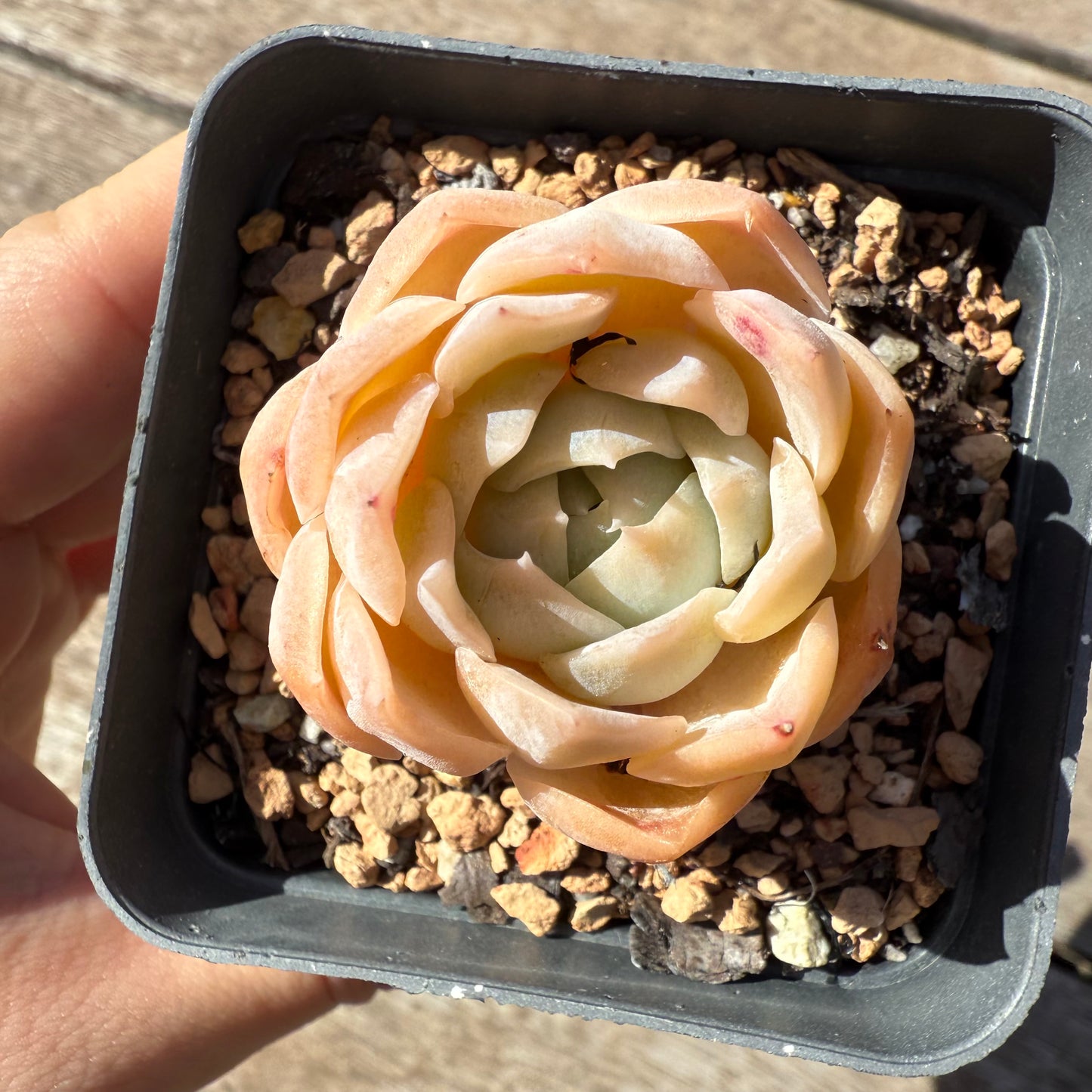1803 Echeveria 'Icy Beauty'