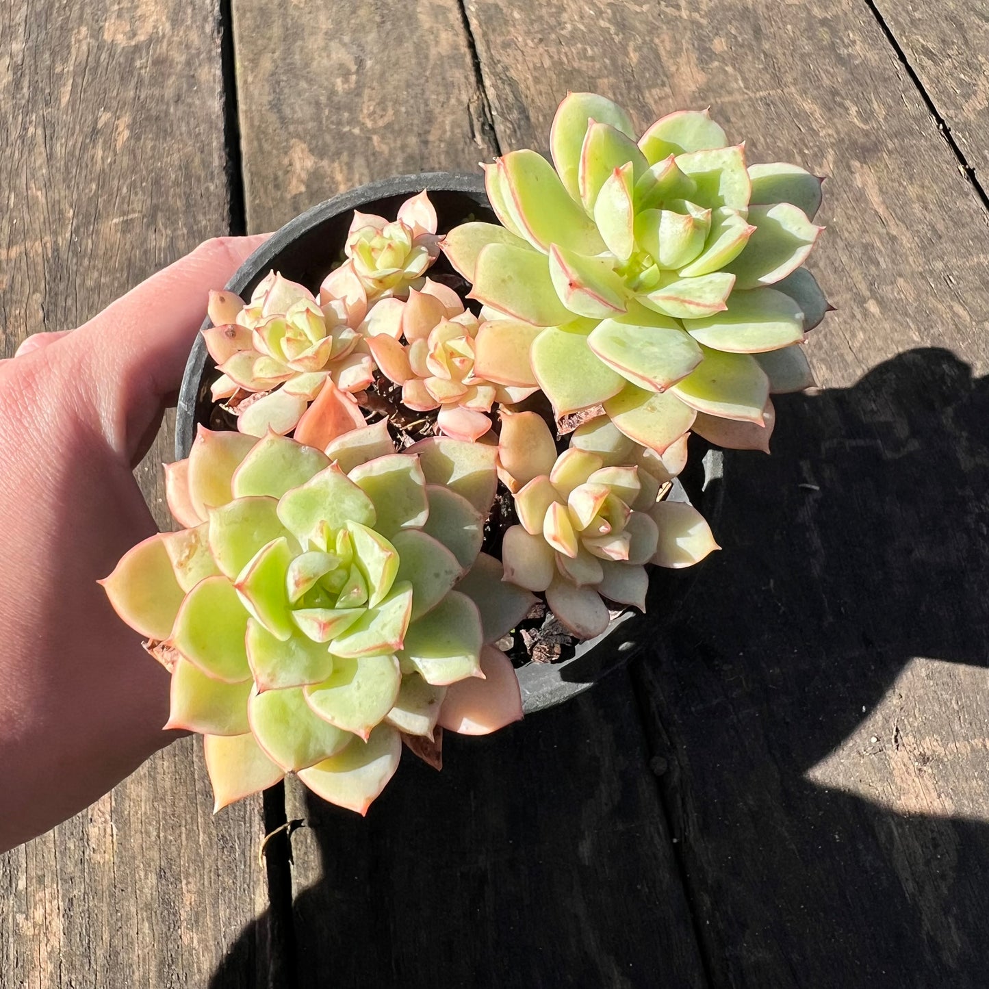 1806 Echeveria Deren Oliver