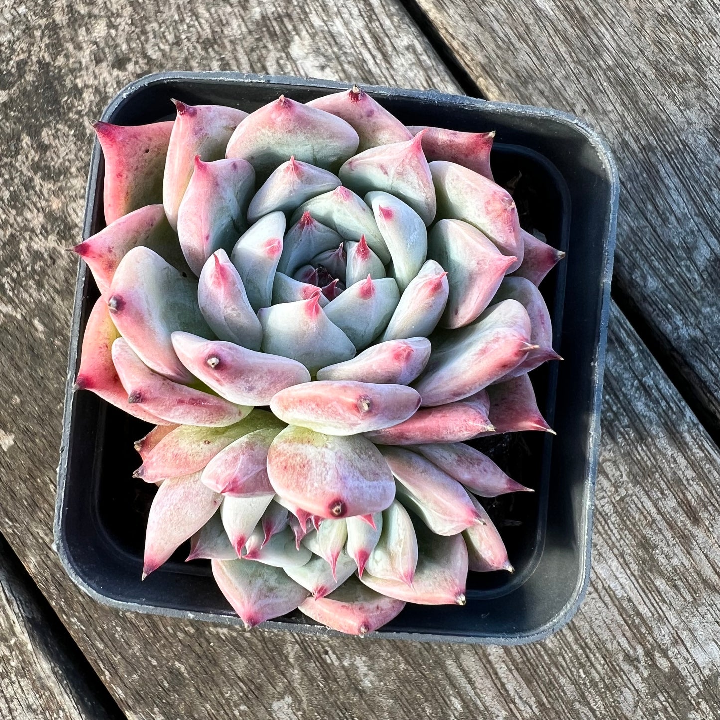 1806 Echeveria Home Alone (double)