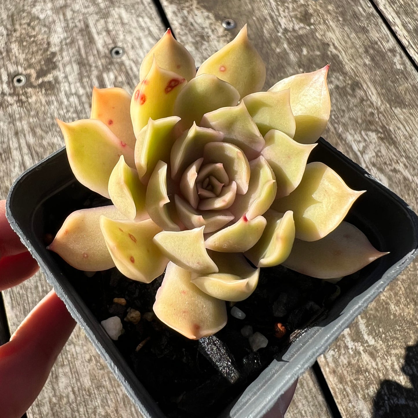 1806 Echeveria Kisses