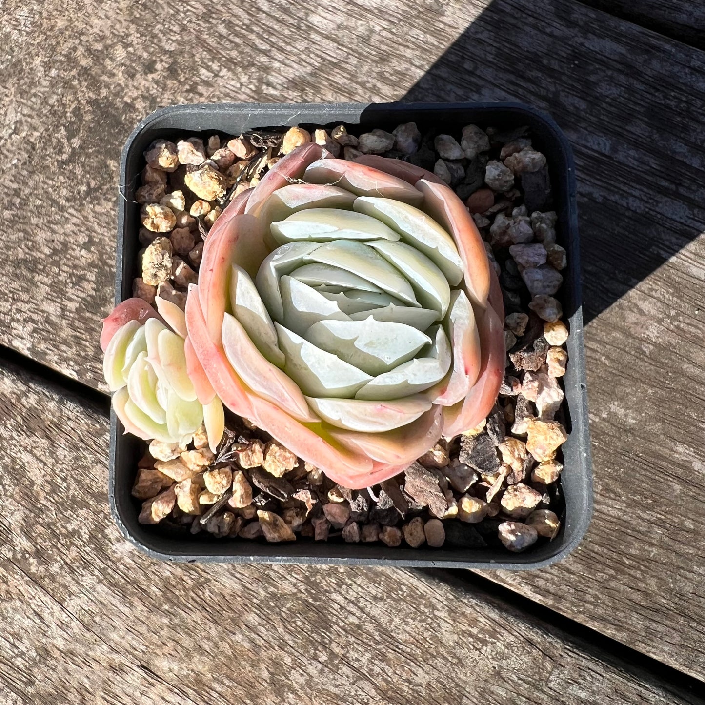 1806 Echeveria Lemon Berry
