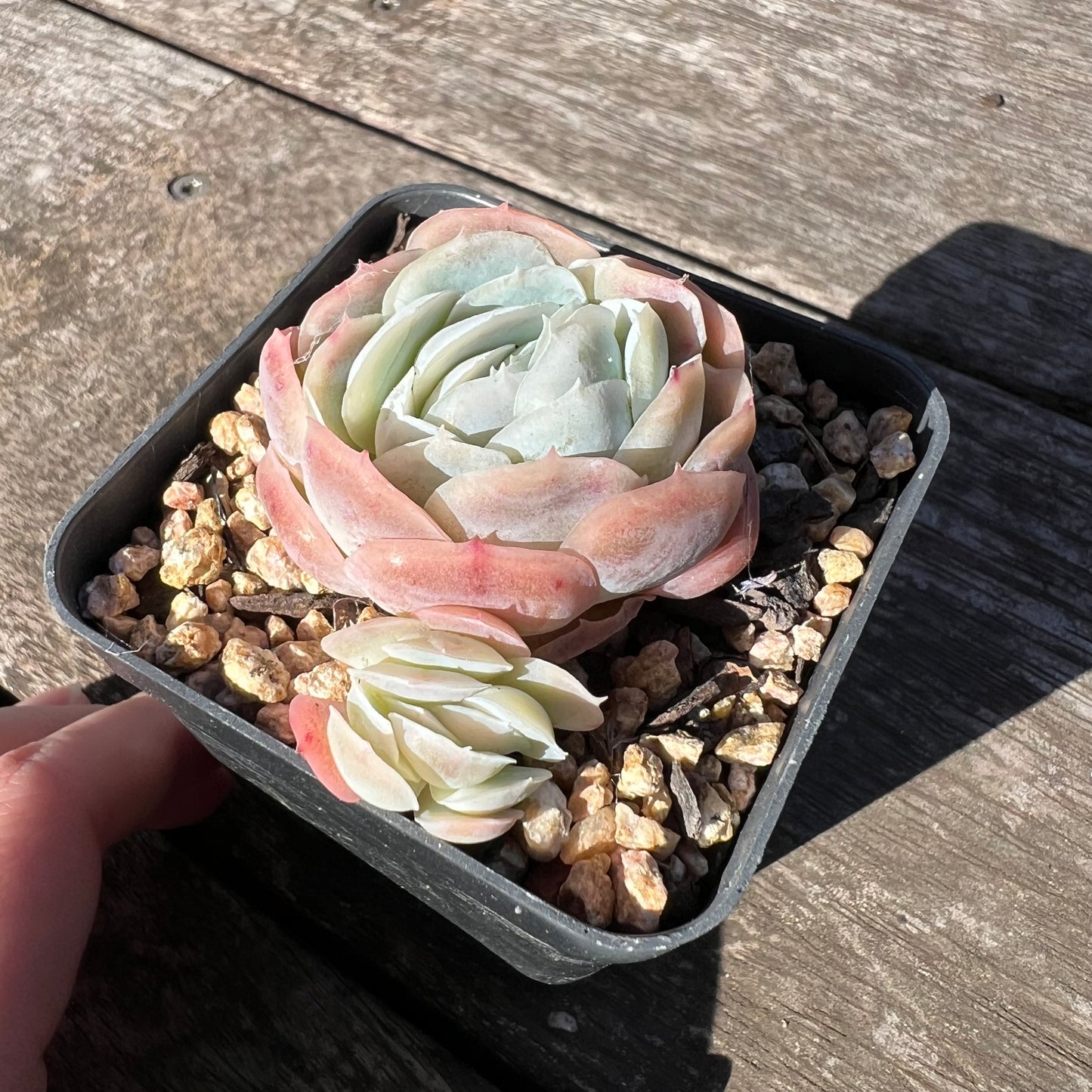 1806 Echeveria Lemon Berry