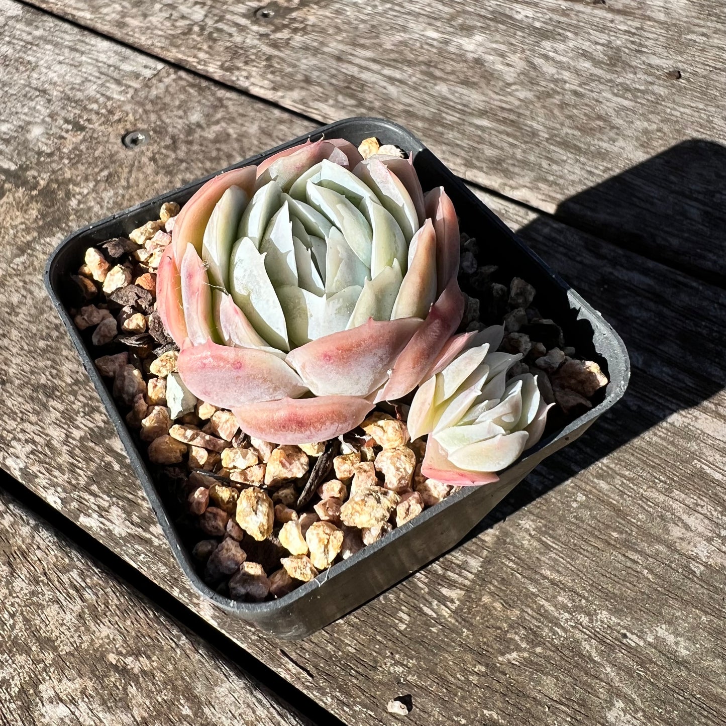 1806 Echeveria Lemon Berry