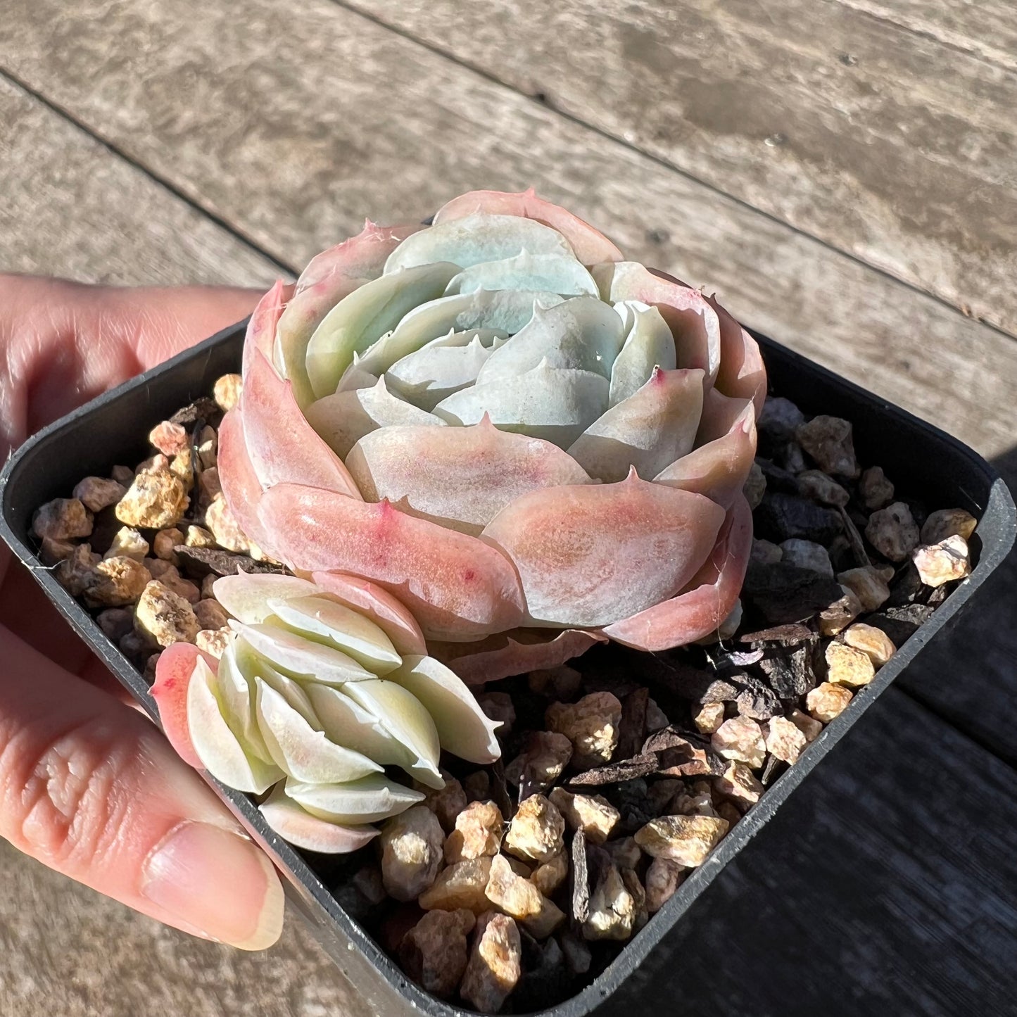 1806 Echeveria Lemon Berry