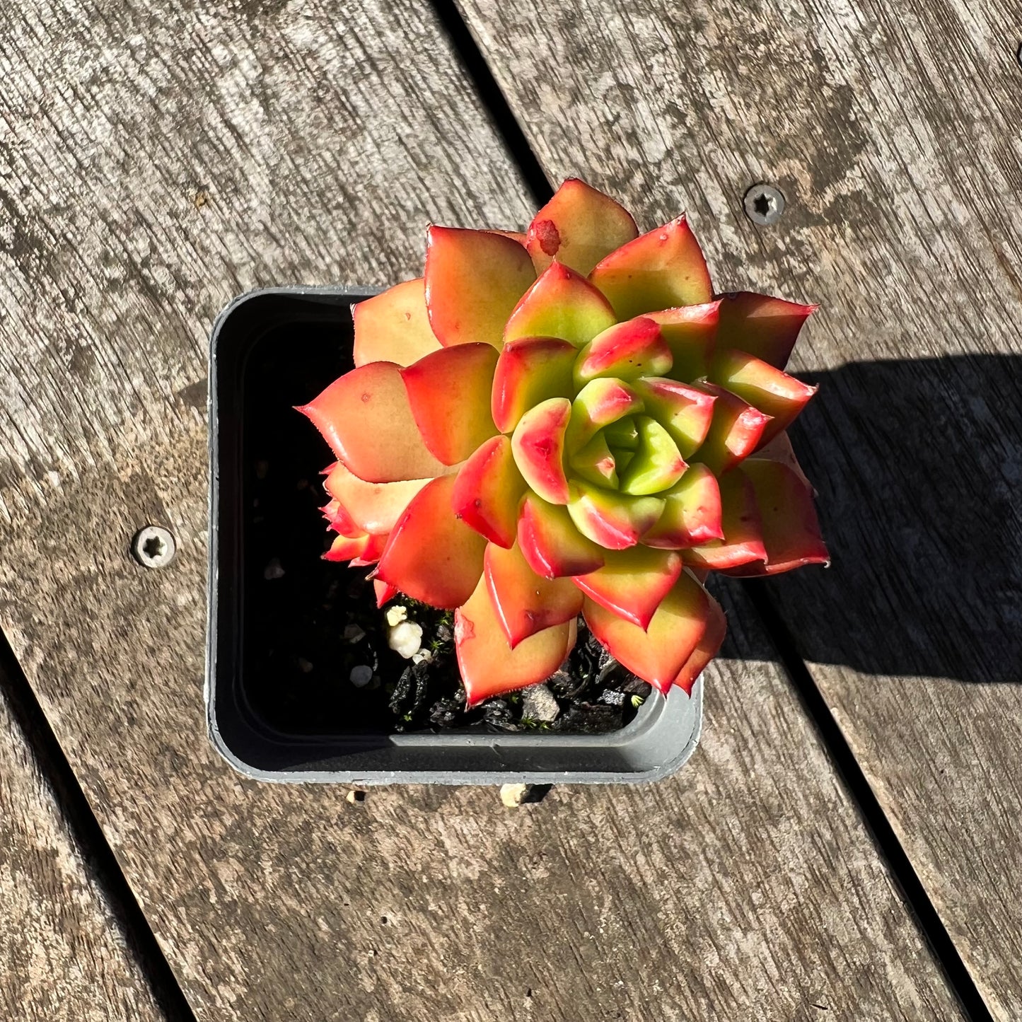 1806 Sedeveria Letizia(multi)