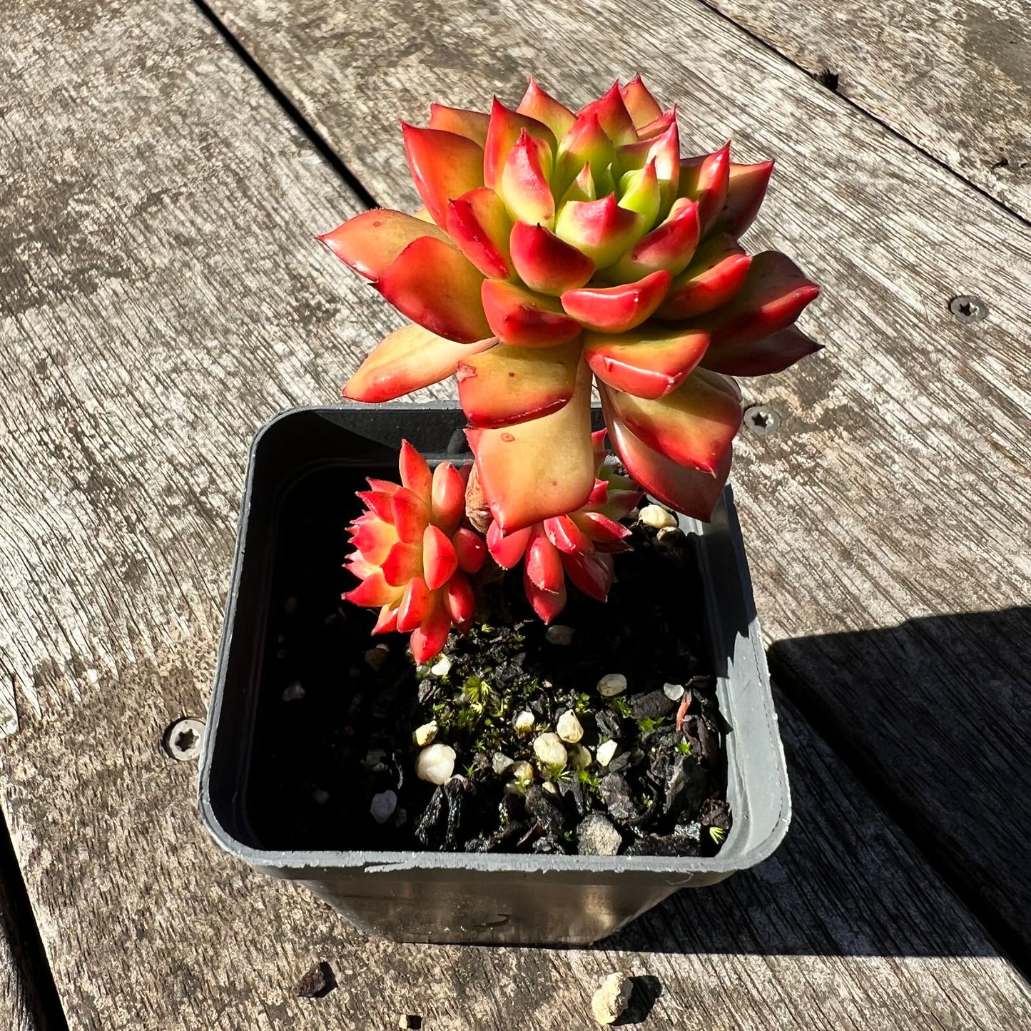 1806 Sedeveria Letizia(multi)