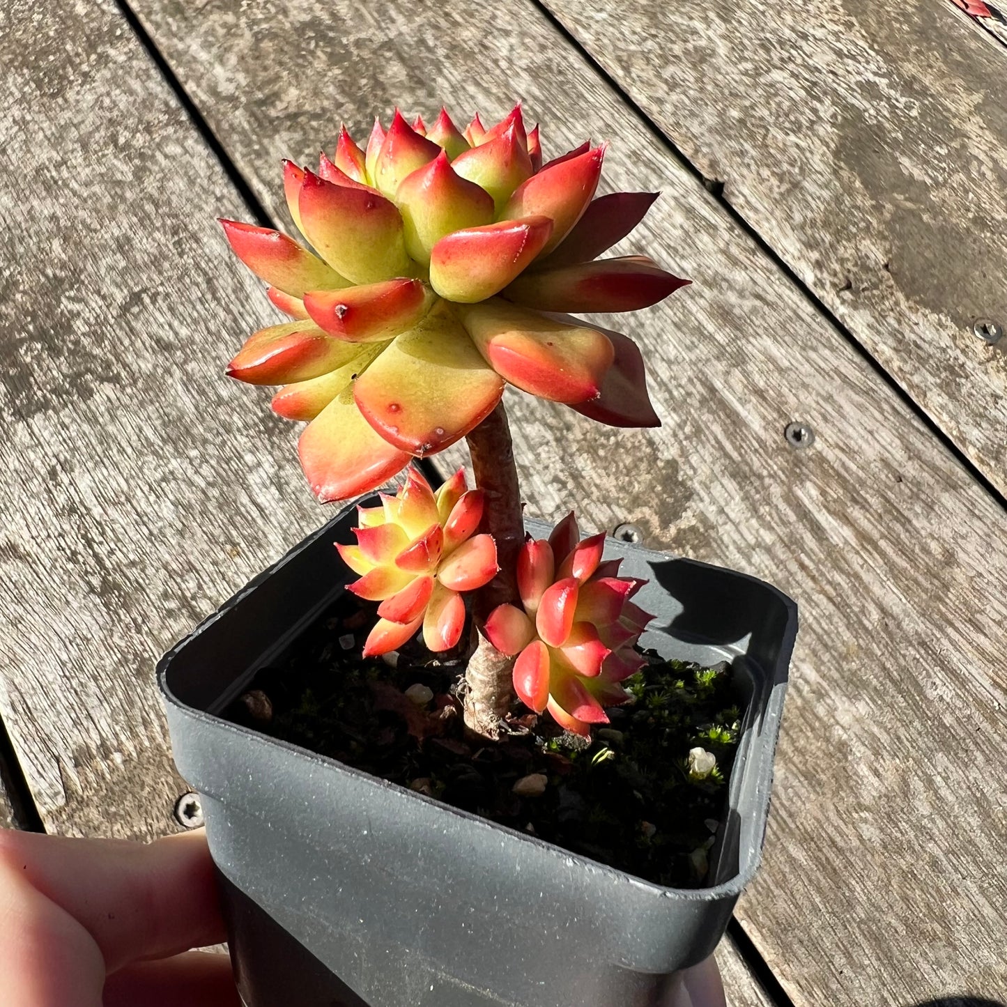 1806 Sedeveria Letizia(multi)