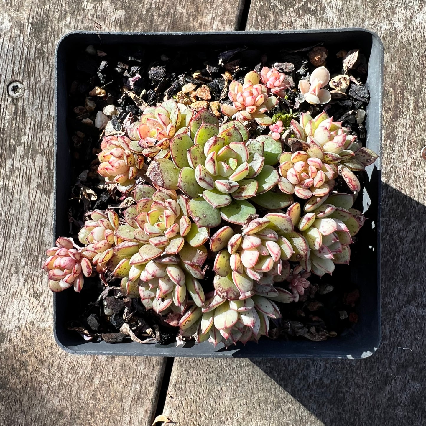 1806 Echeveria Minima x Ballsii
