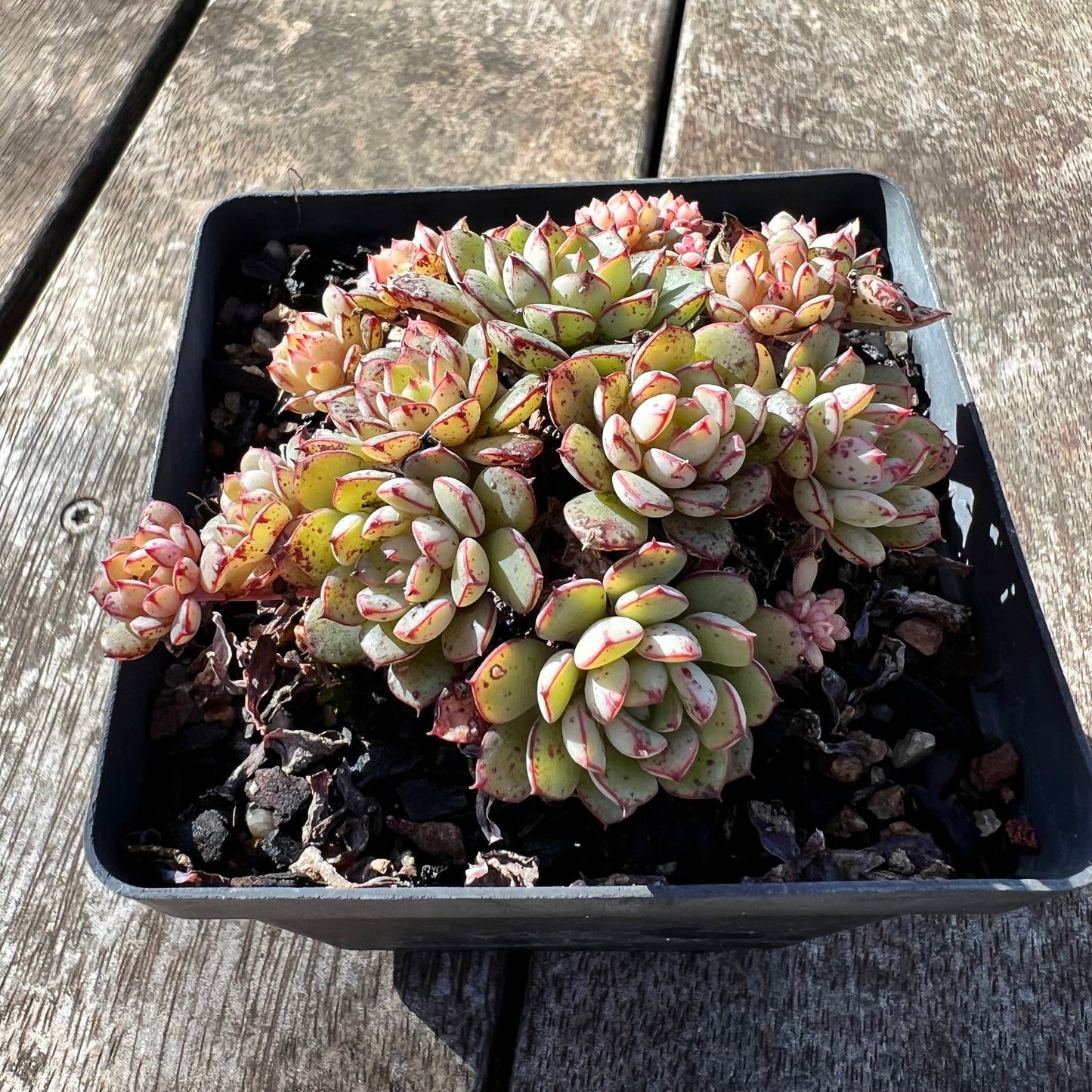 1806 Echeveria Minima x Ballsii