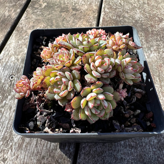 1806 Echeveria Minima x Ballsii