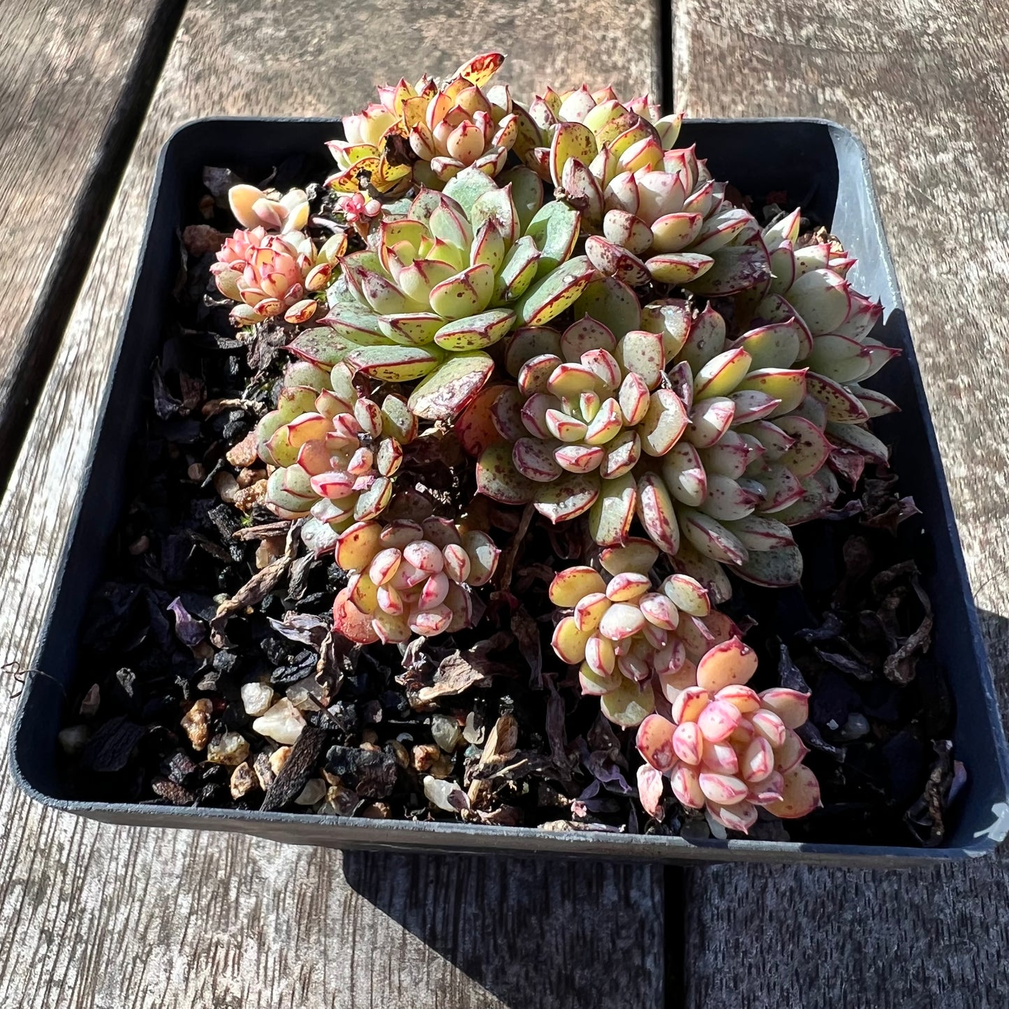 1806 Echeveria Minima x Ballsii