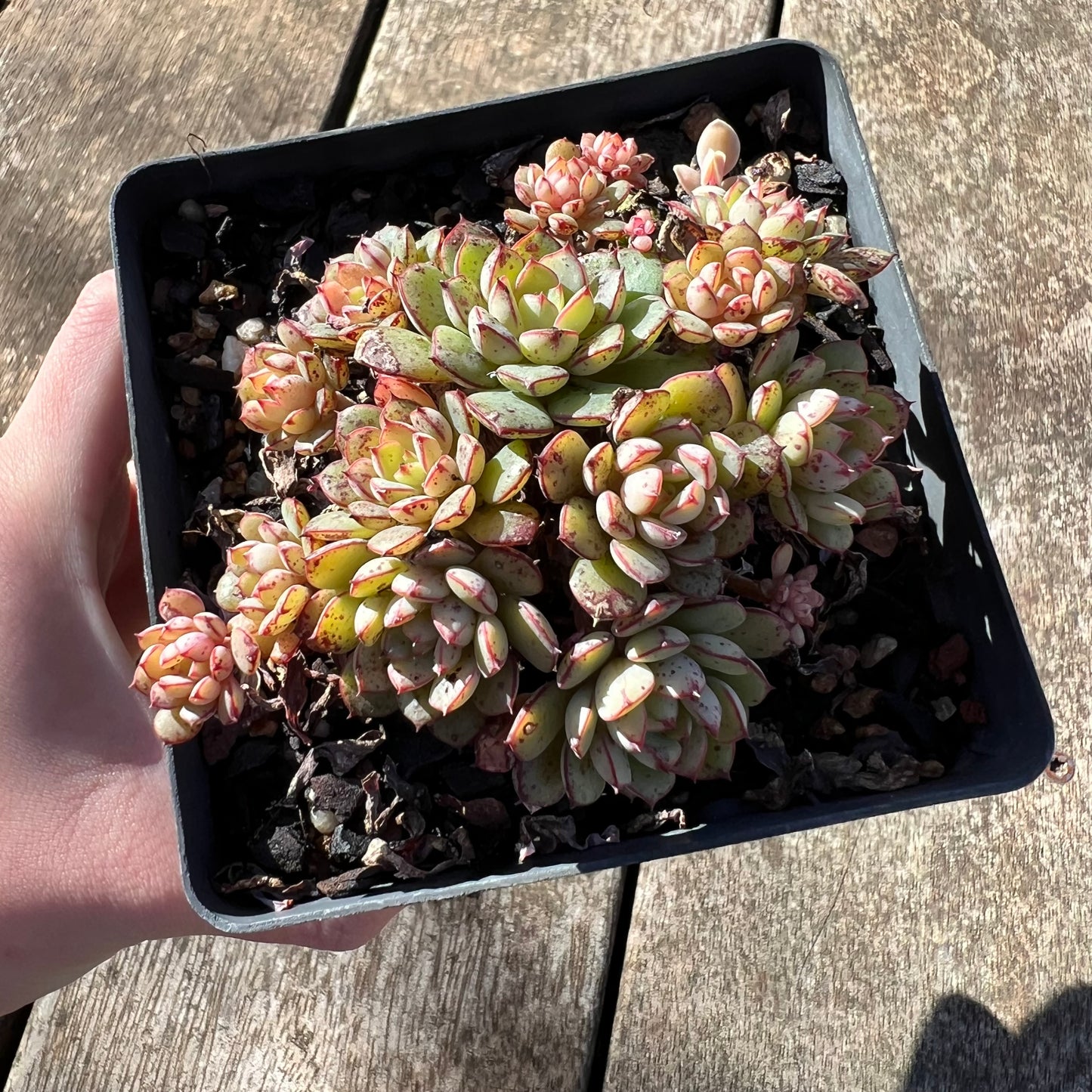 1806 Echeveria Minima x Ballsii