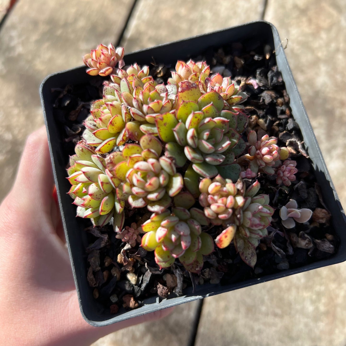 1806 Echeveria Minima x Ballsii