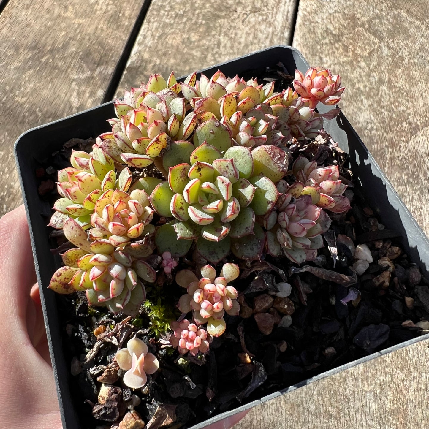 1806 Echeveria Minima x Ballsii