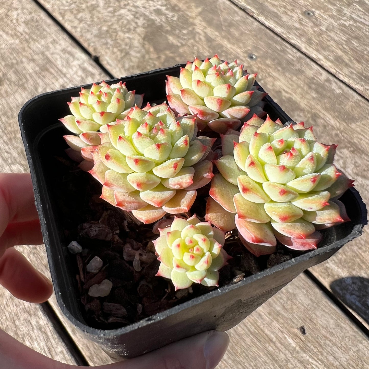 1806 Echeveria Panda Face aka Emerald Tips (clump)