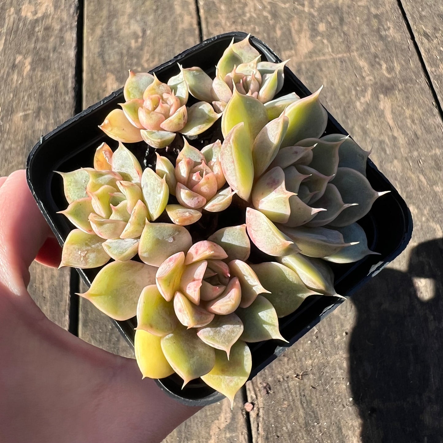 1806 Echeveria Pop Candy (multi)
