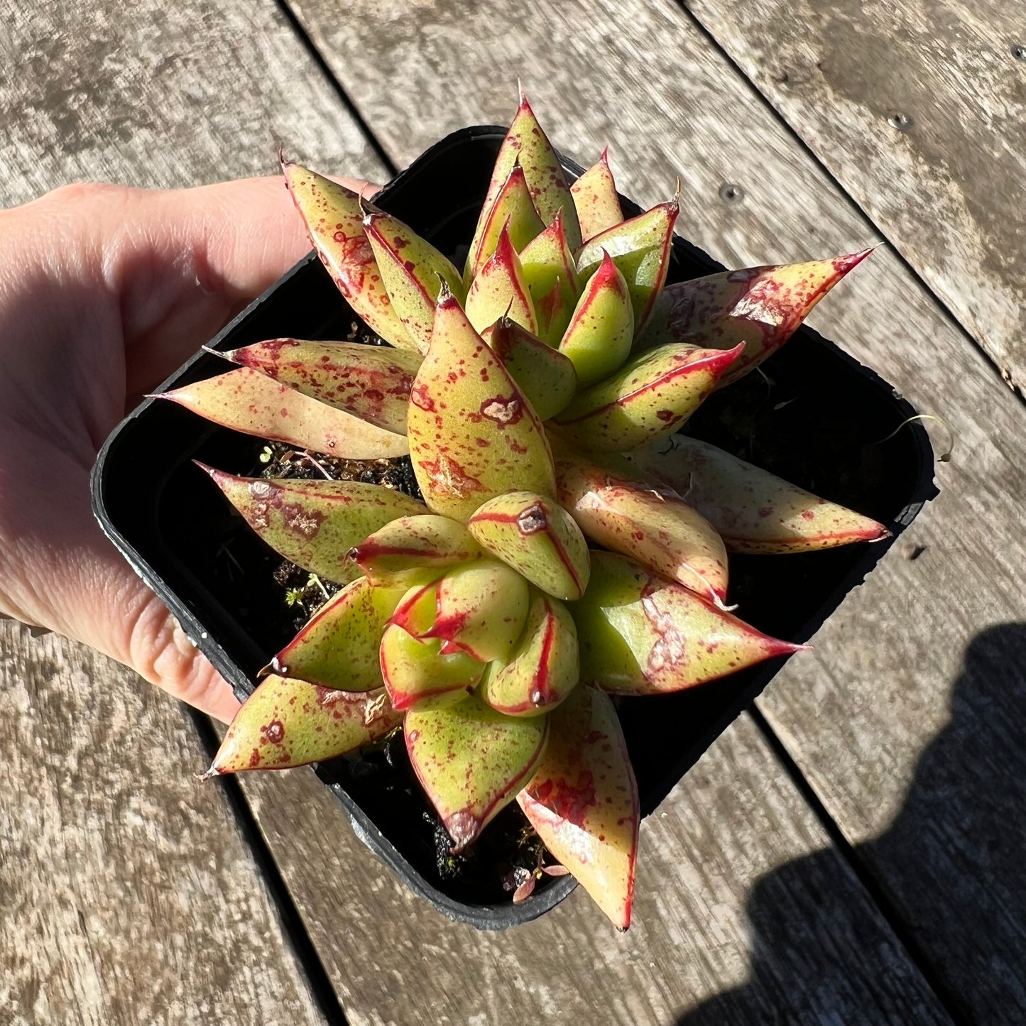 1806 Echeveria Purpusorum (double)