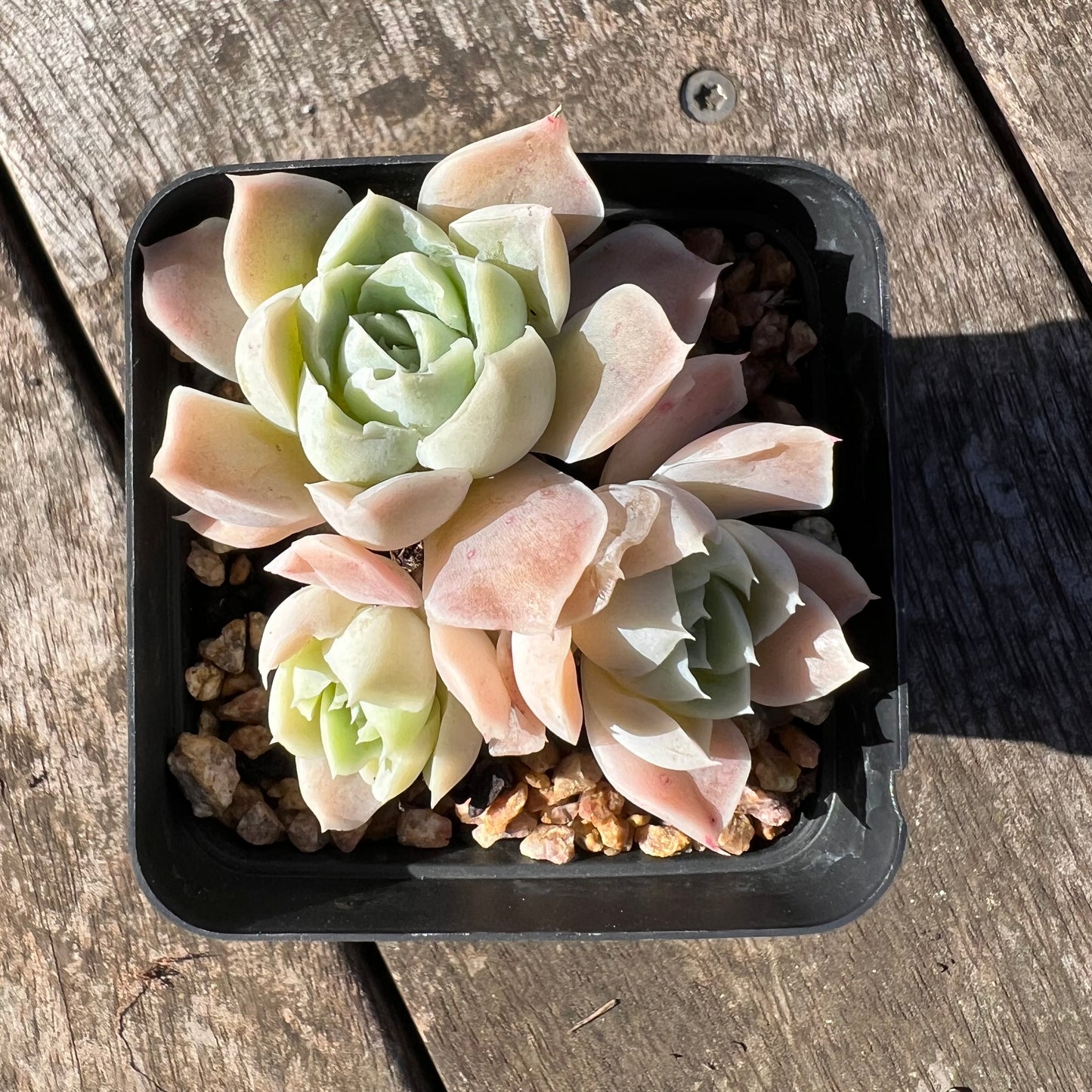 1806 Echeveria Sahara (Multi)
