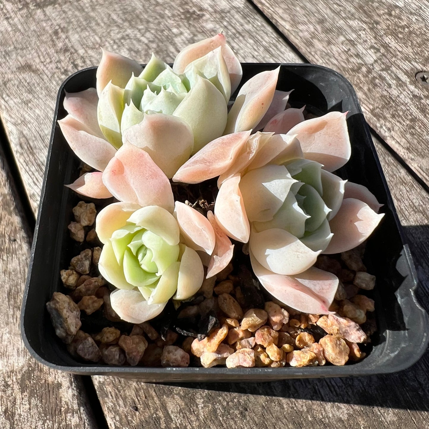 1806 Echeveria Sahara (Multi)