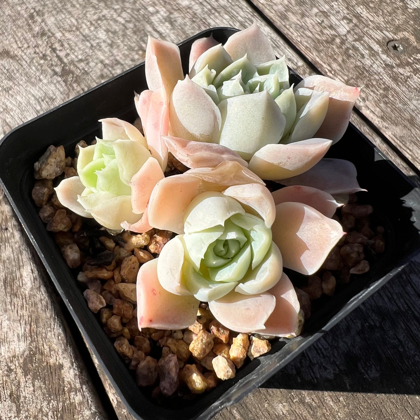 1806 Echeveria Sahara (Multi)