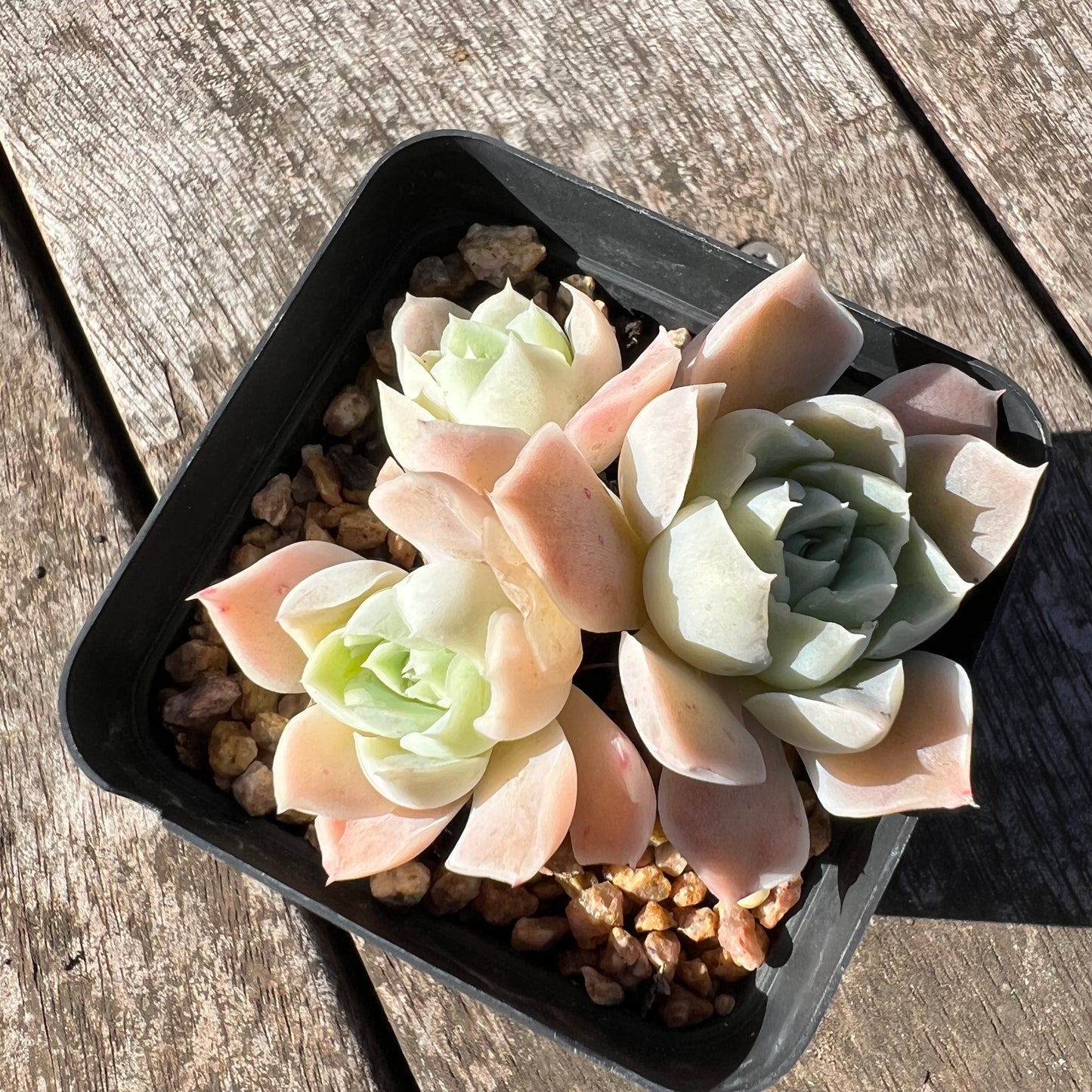 1806 Echeveria Sahara (Multi)