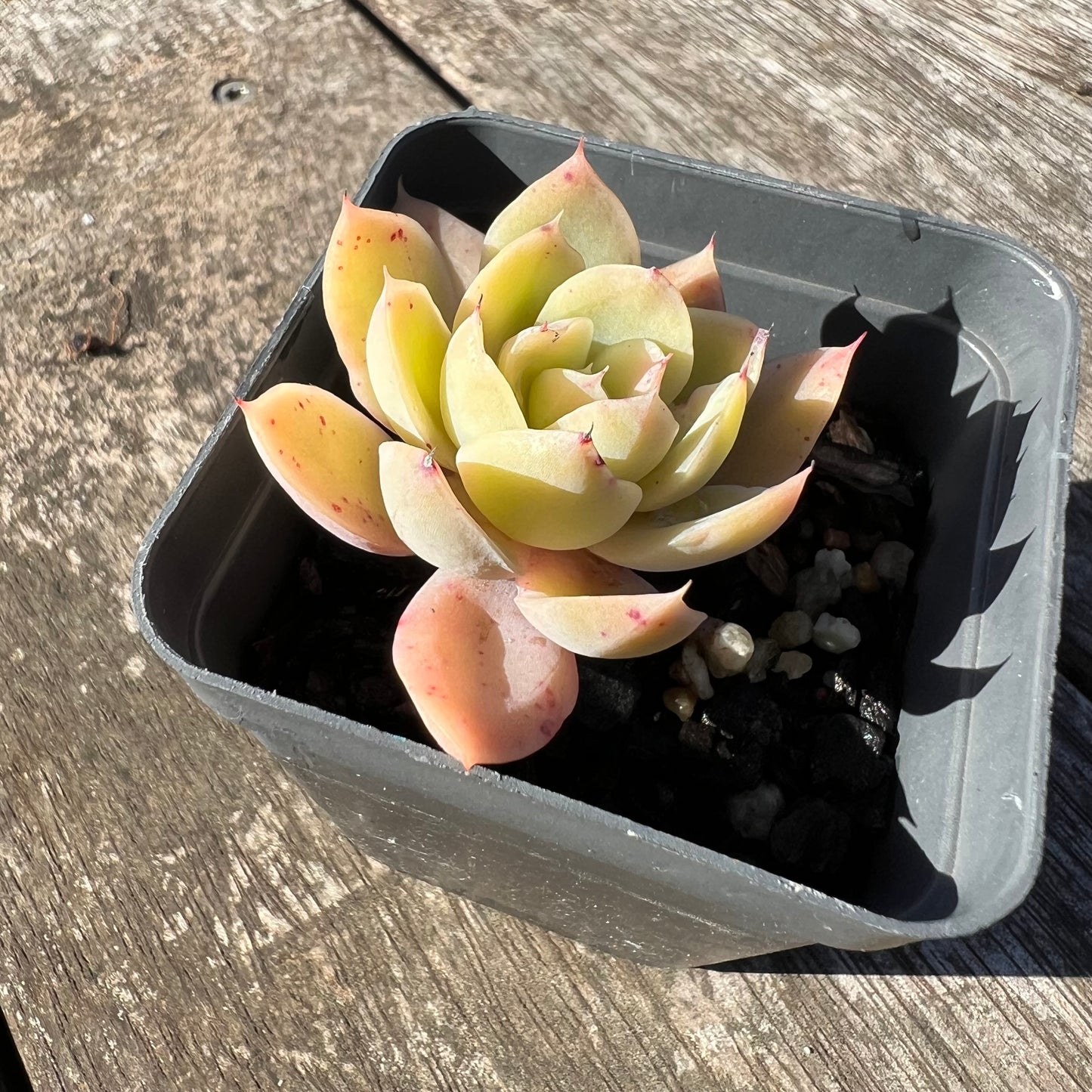 1806 Echeveria Silk Veil