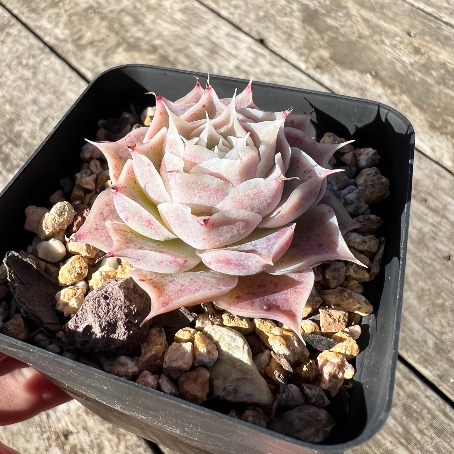 1806 Echeveria Simulans 'Blush'