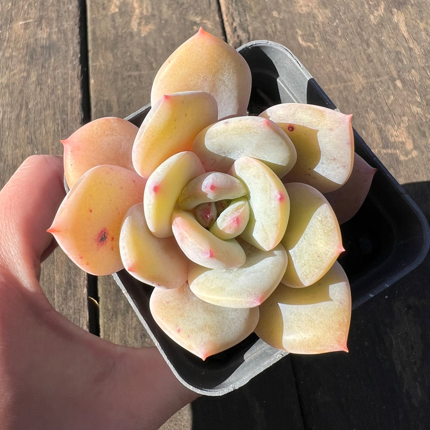 1806 Echeveria White Storm 'Byakuran'