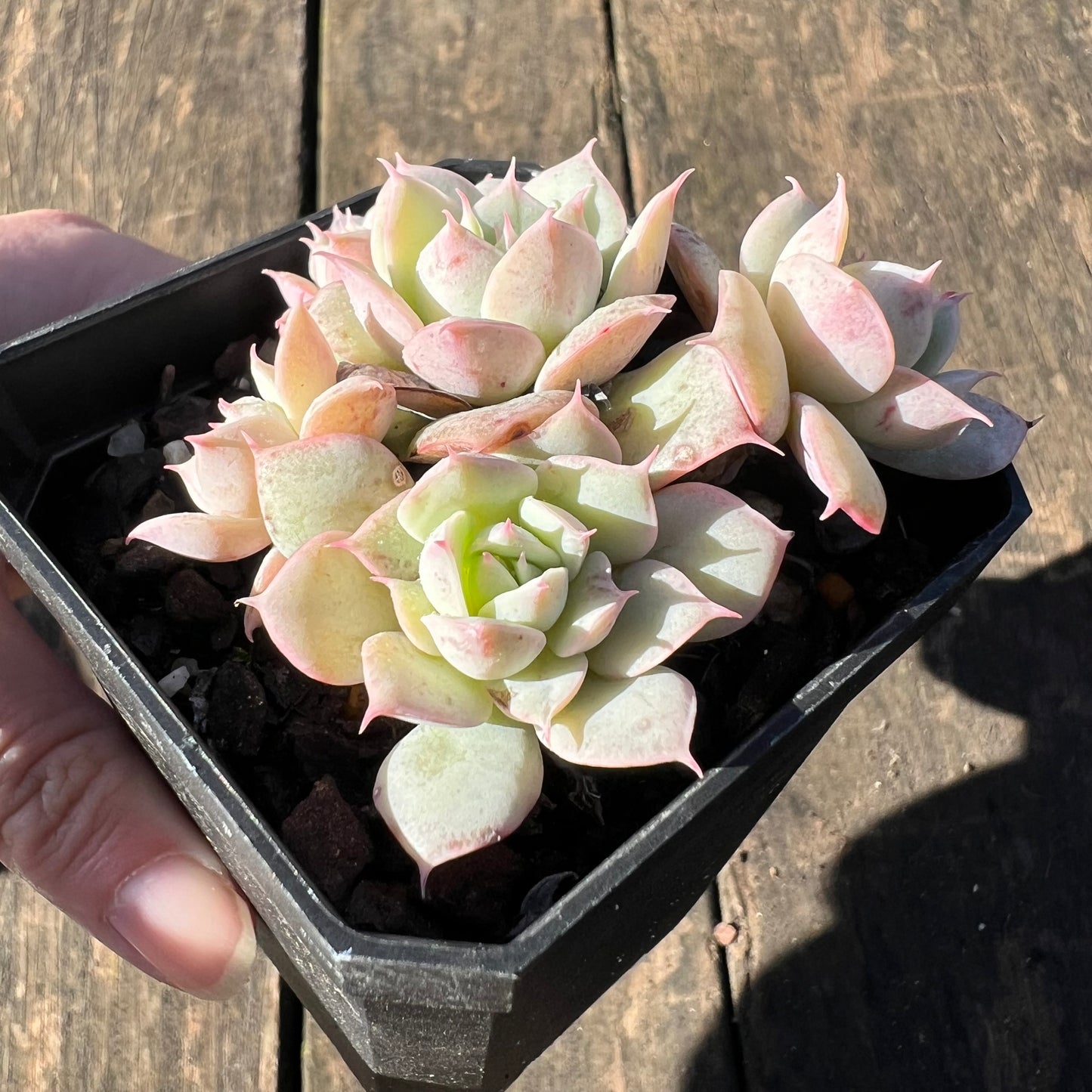 1806 Echeveria 'Choco Rose'