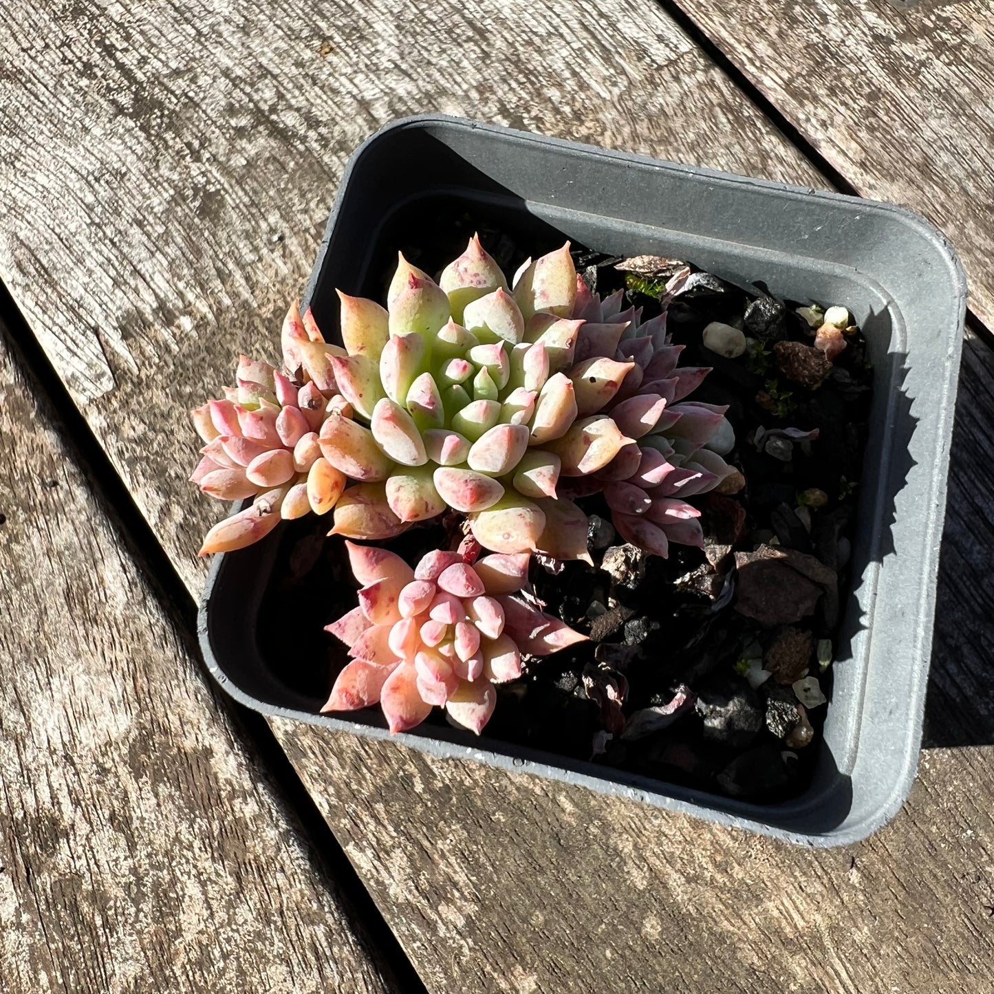 1806 莱恩小精灵