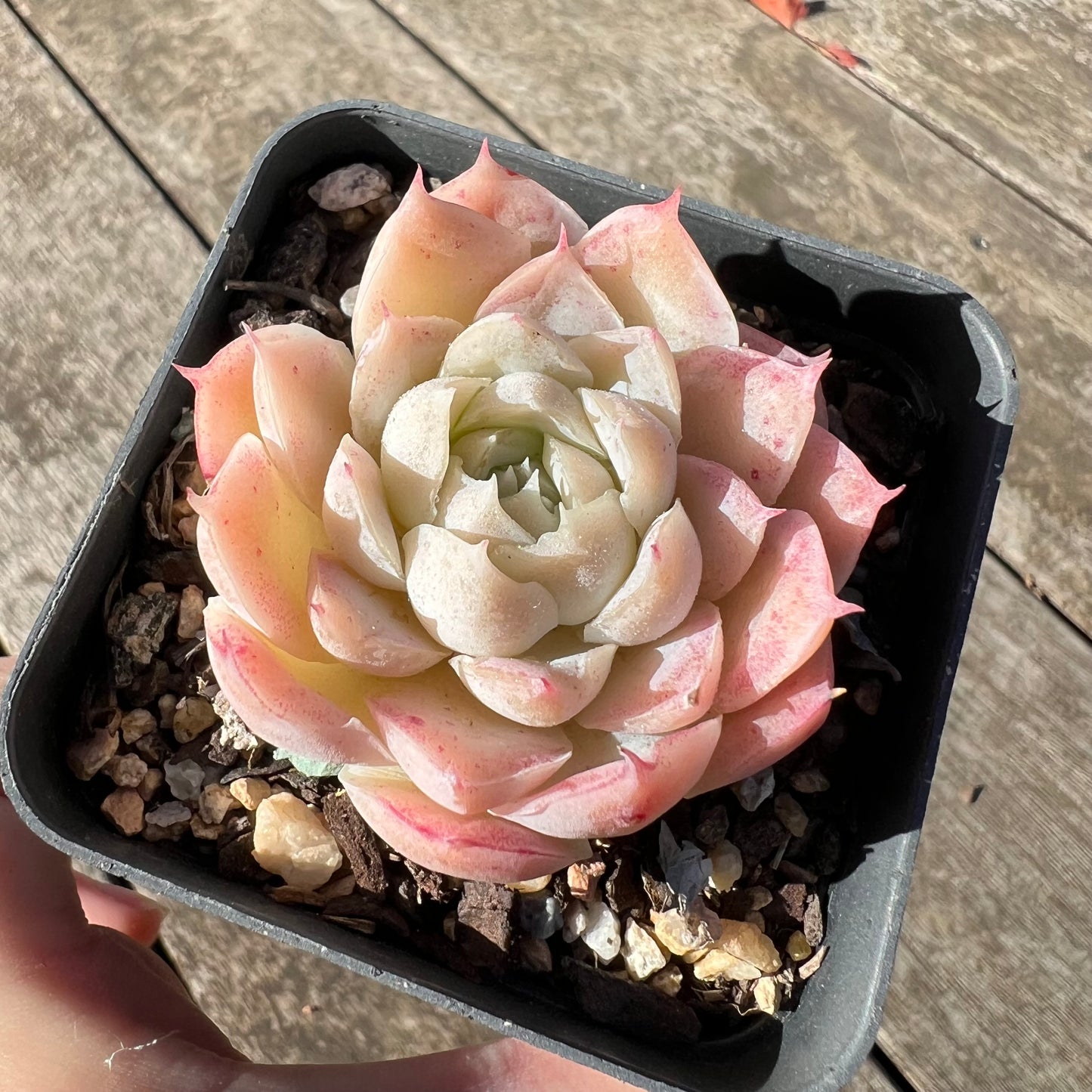1806 Echeveria 'Icy Beauty'