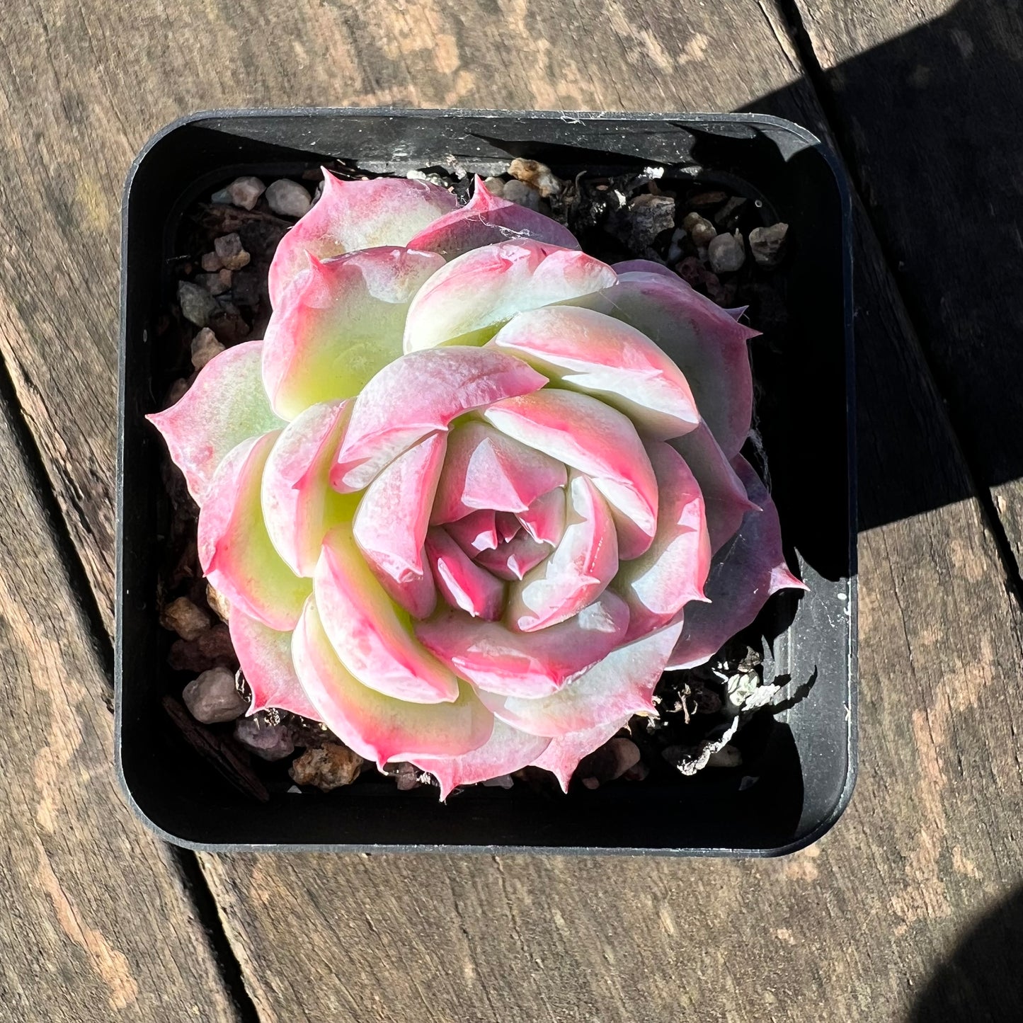 1806 Echeveria 'Silhouette' Monstrosed