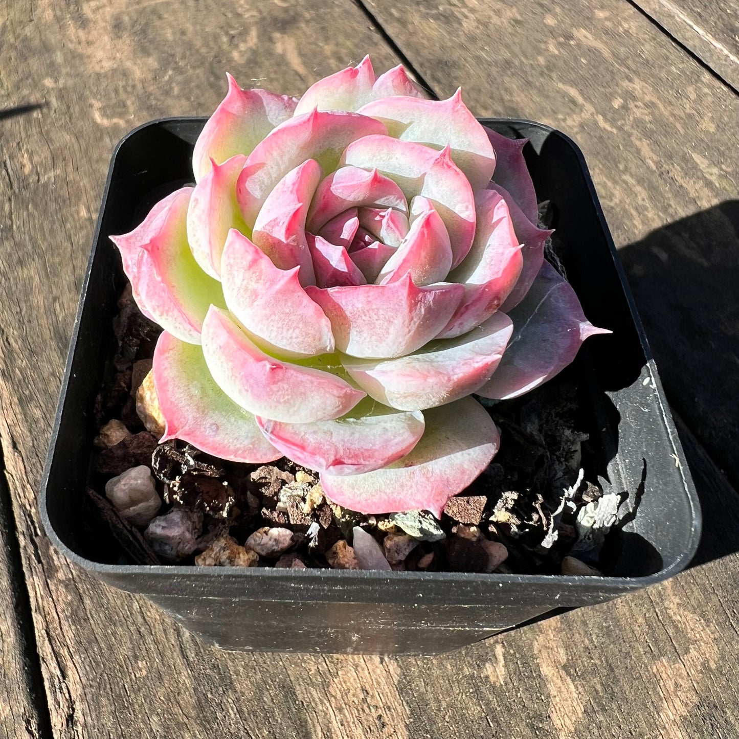 1806 Echeveria 'Silhouette' Monstrosed