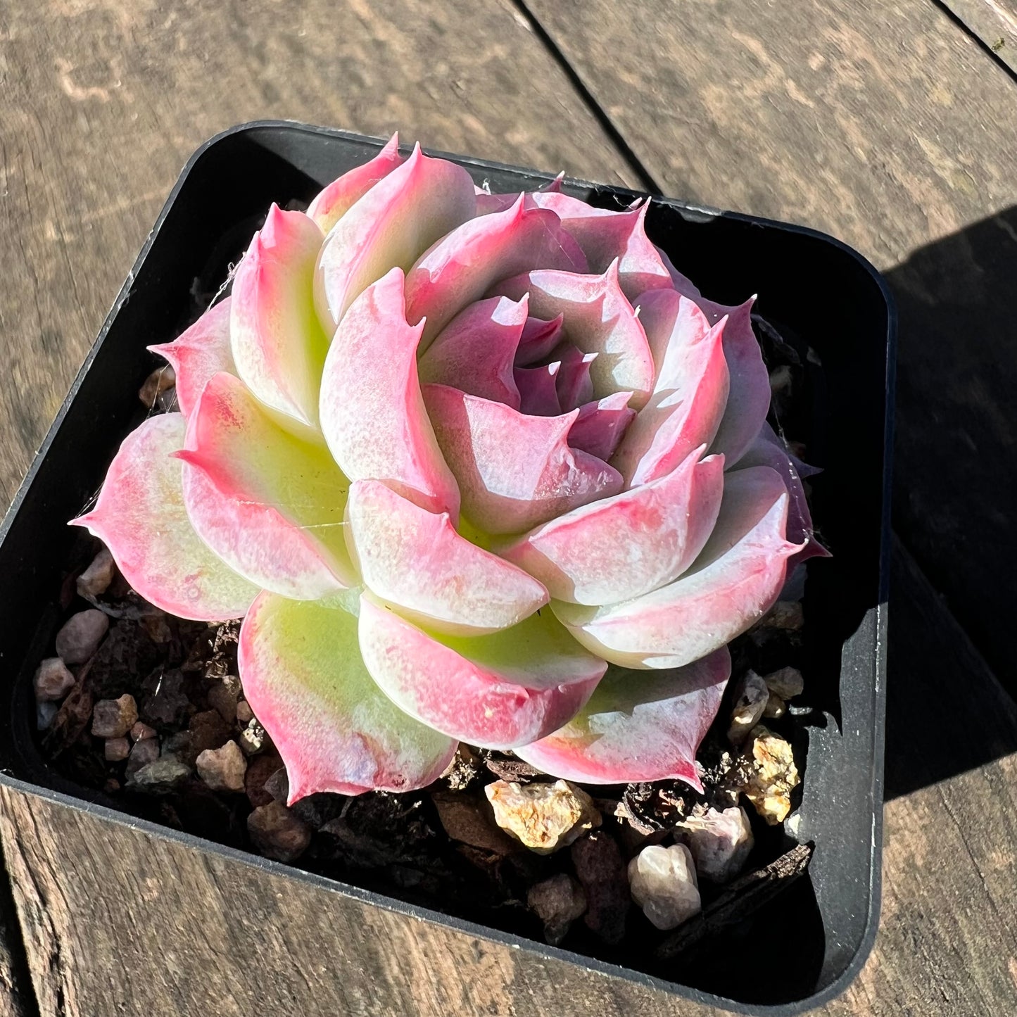 1806 Echeveria 'Silhouette' Monstrosed