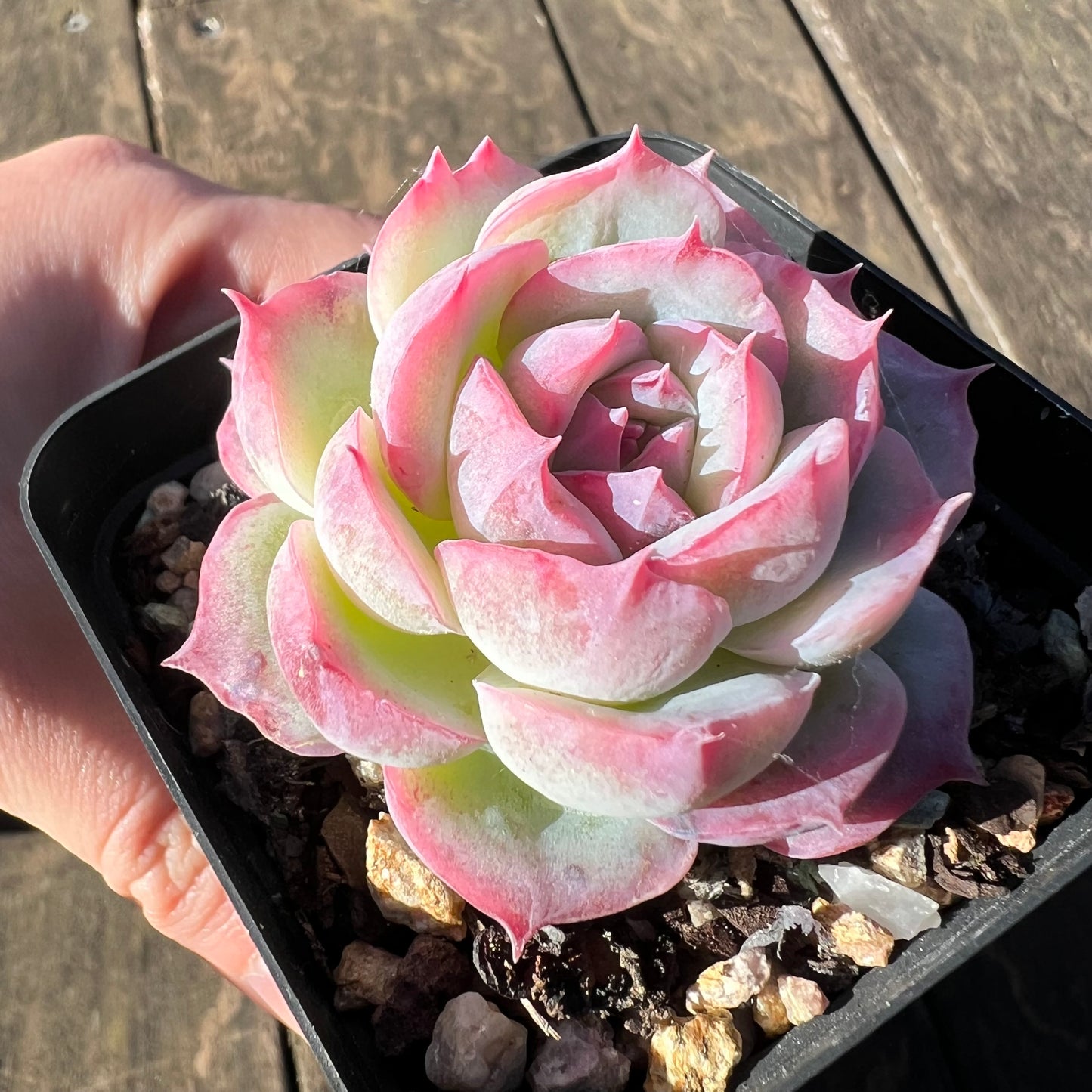1806 Echeveria 'Silhouette' Monstrosed