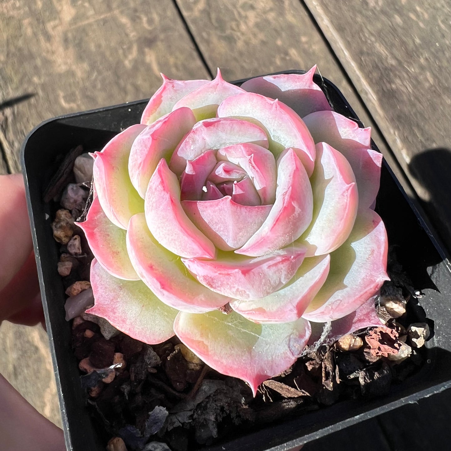 1806 Echeveria 'Silhouette' Monstrosed