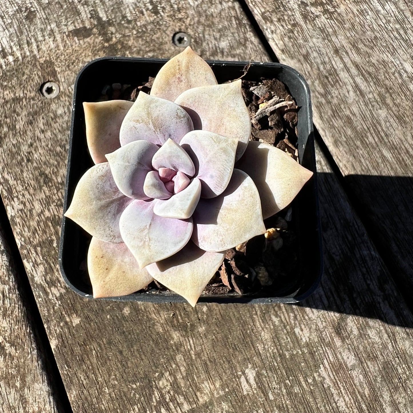 1806 Graptopetalum Superbum